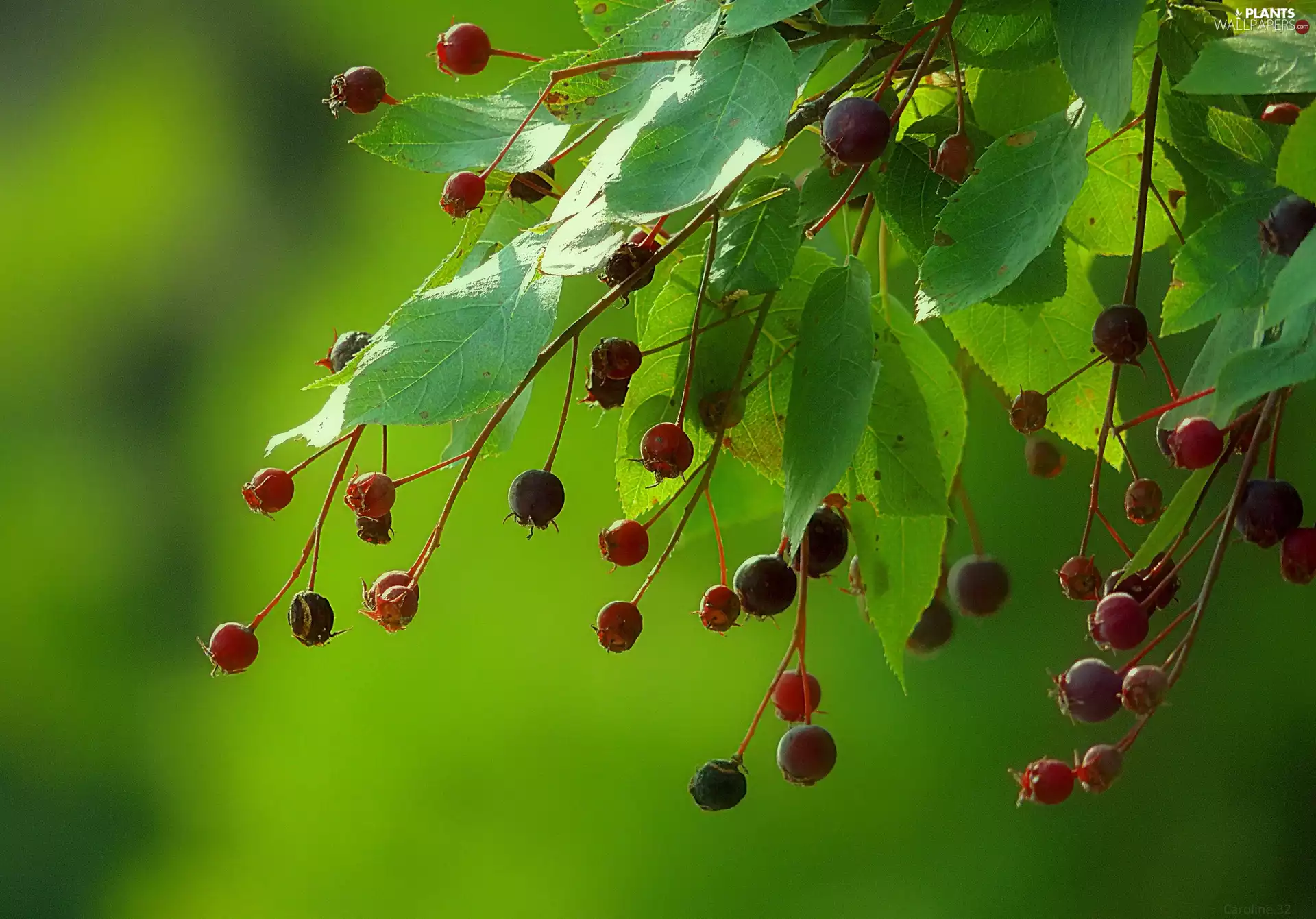 Fruits, twig, Leaf