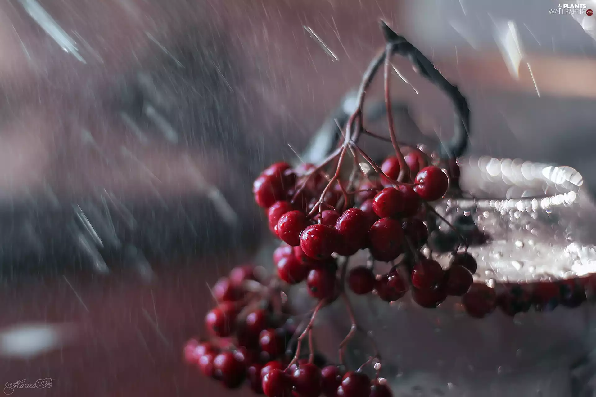 Plant, jar, Rain, Fruits