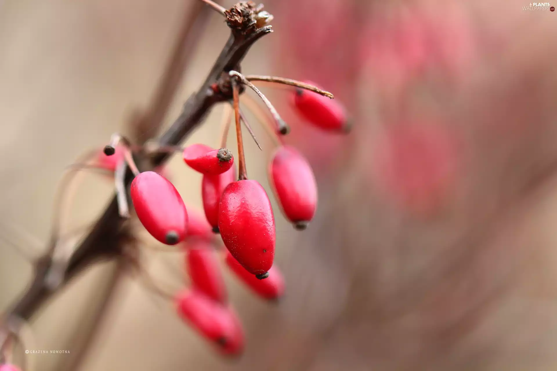 Fruits, barberry, Red