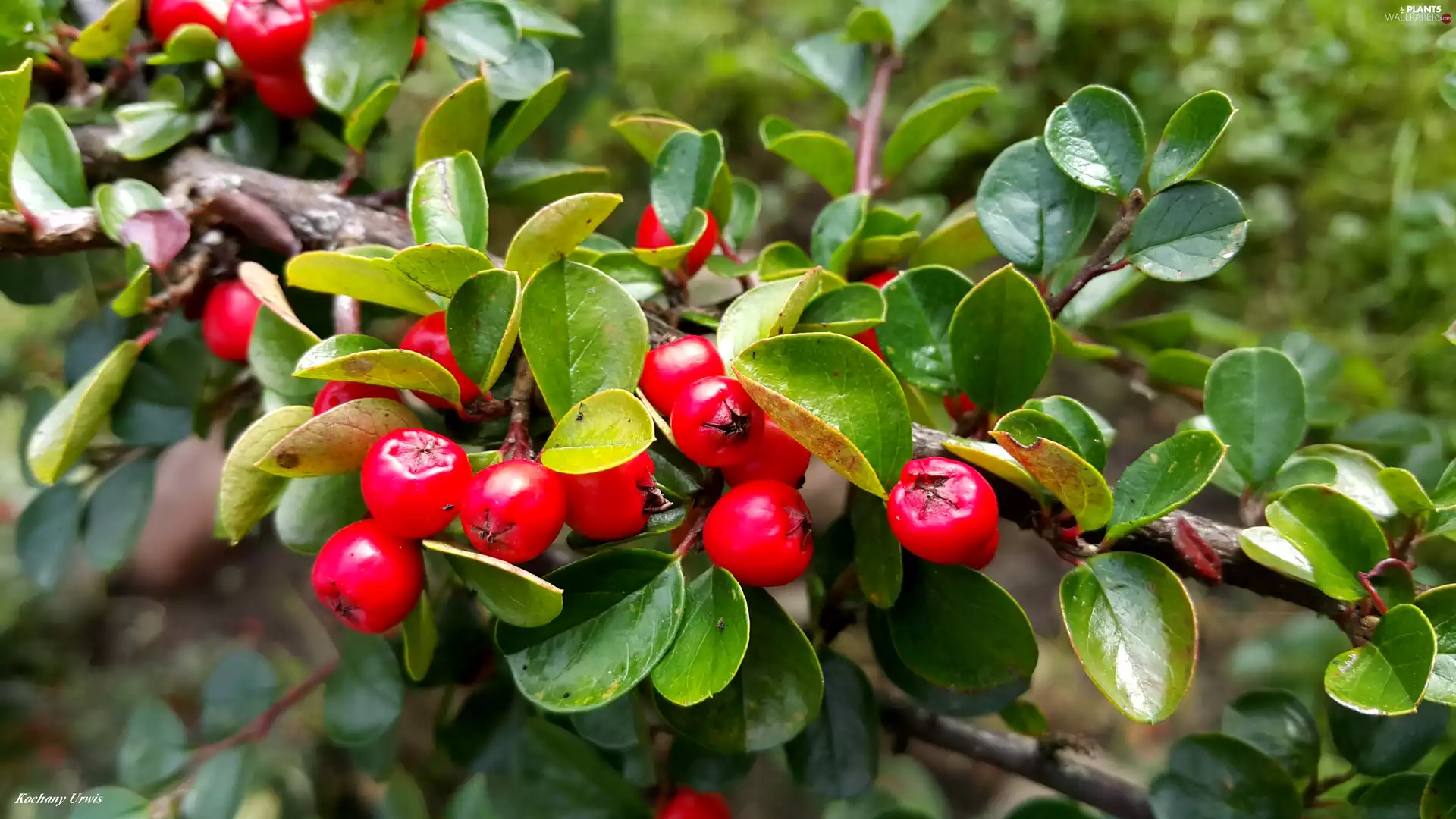 Fruits, Bush, Red