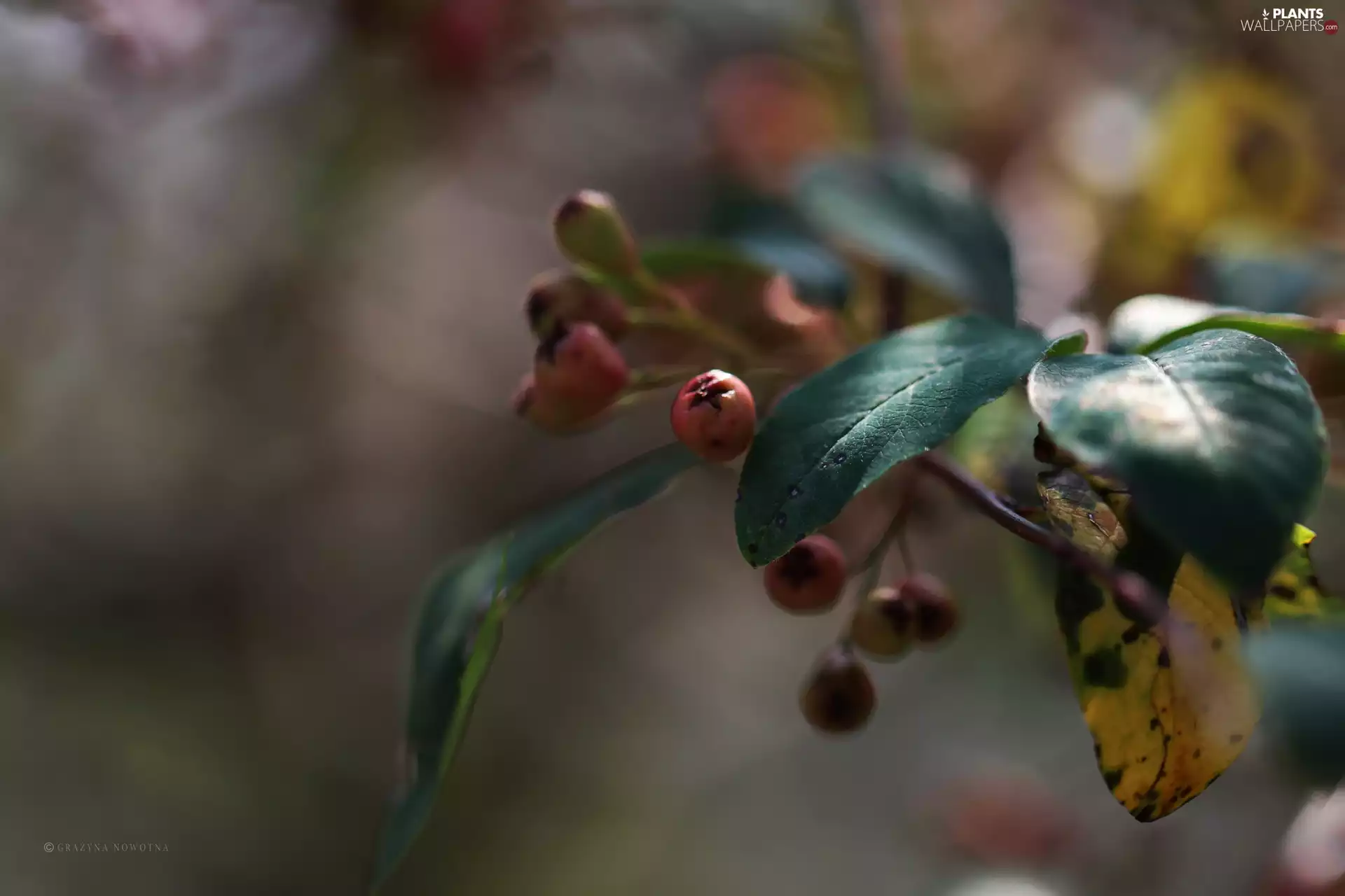 Fruits, Bush, Red