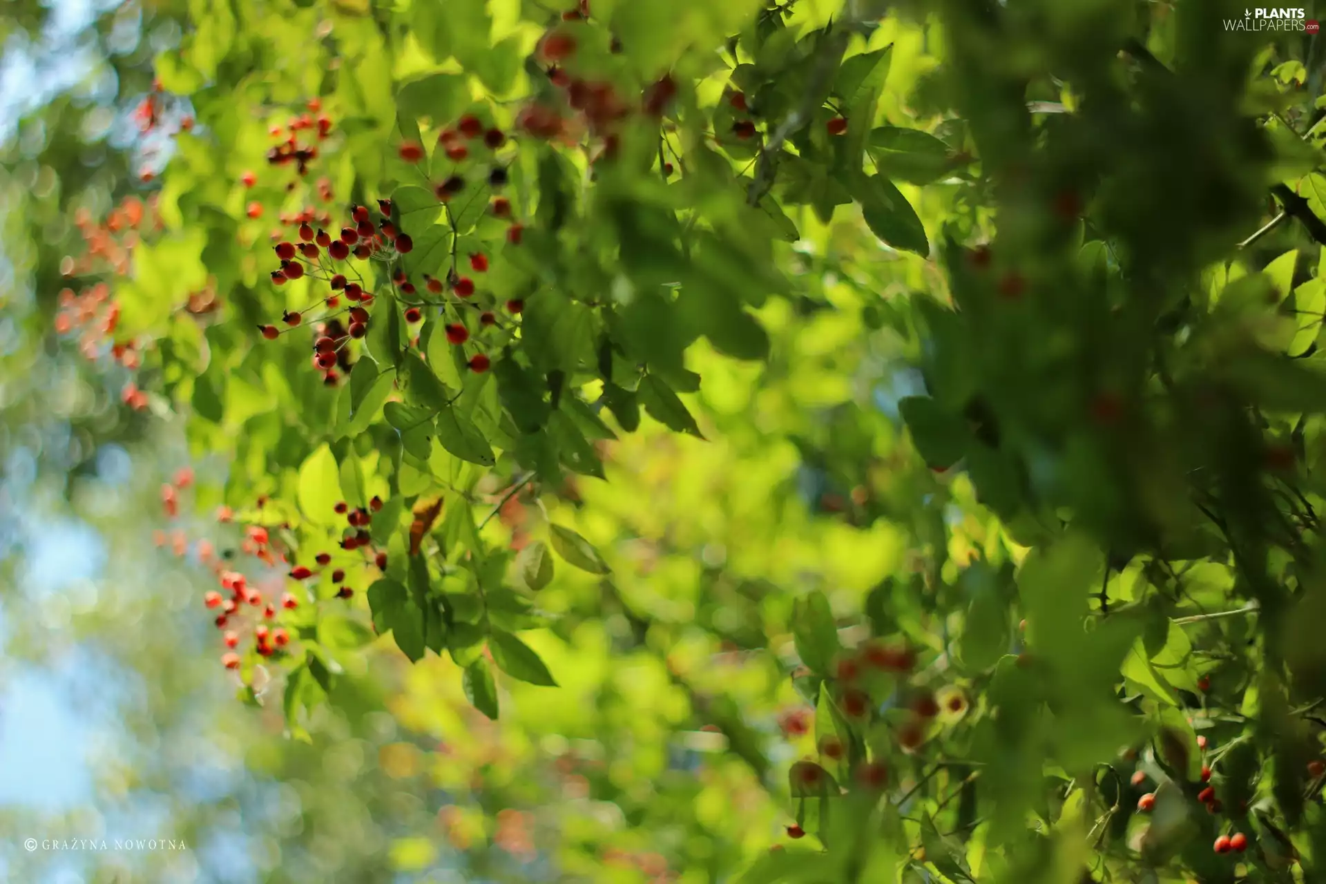 Fruits, Bush, Red