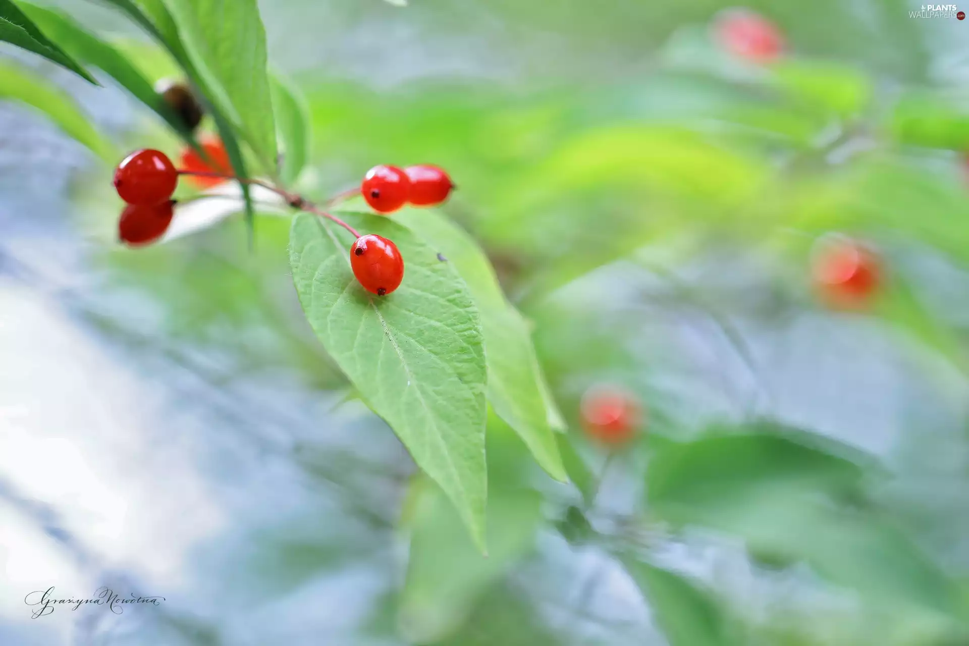 Fruits, Bush, Red