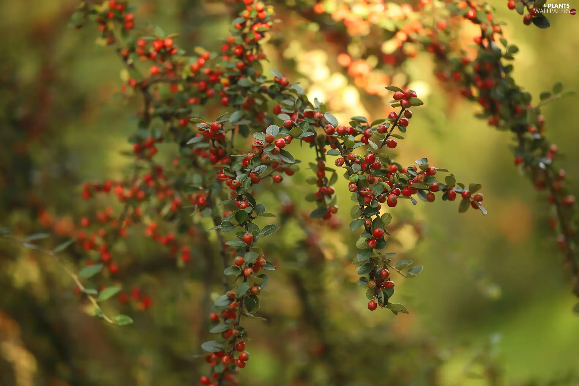 Bush, cotoneaster, Fruits, Twigs, Red