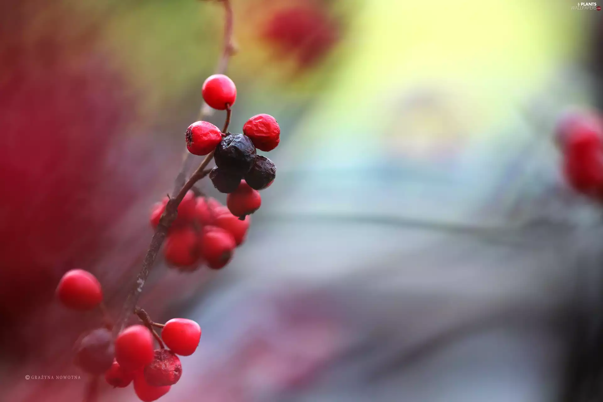 Fruits, Bush, Red