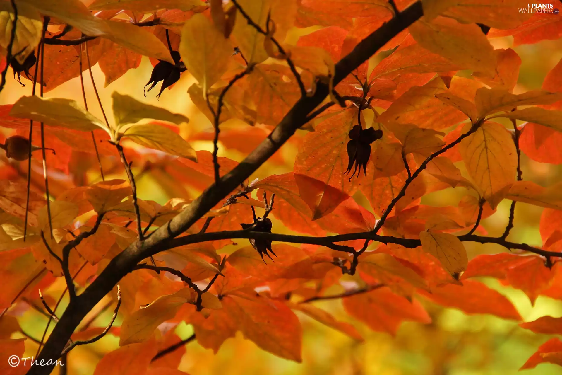 Leaf, Yellow, dry, Fruits, twig, Red