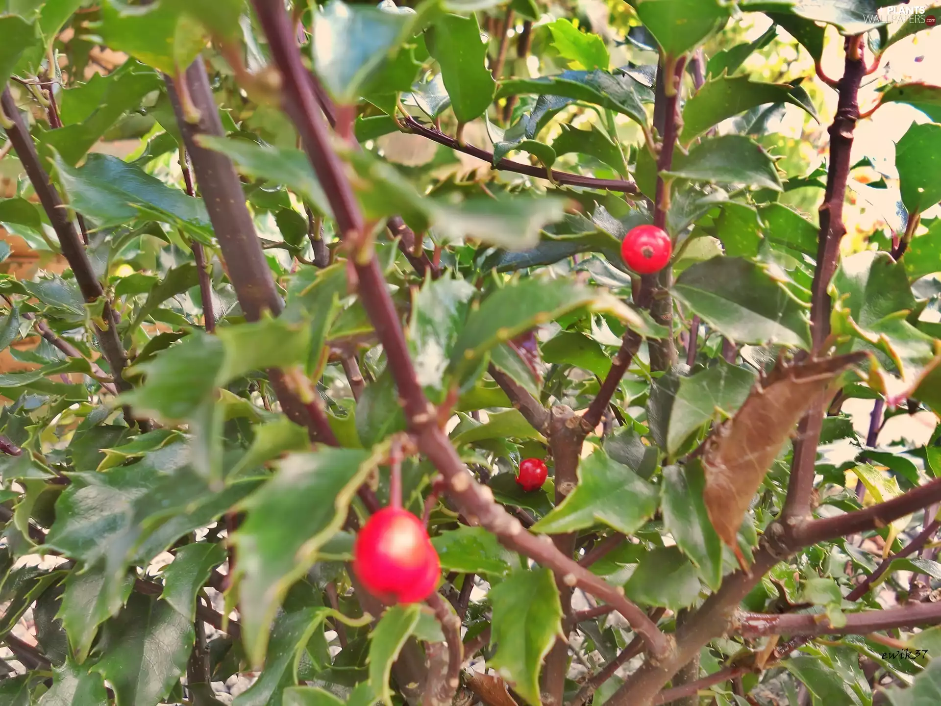 Fruits, holly, Red