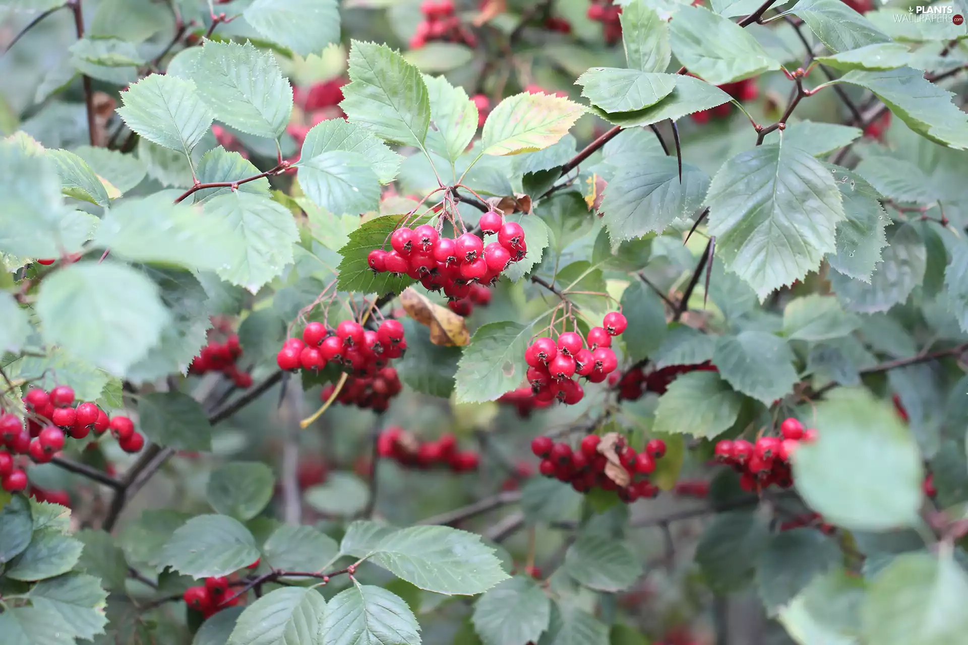 Red, Bush, Leaf, Fruits