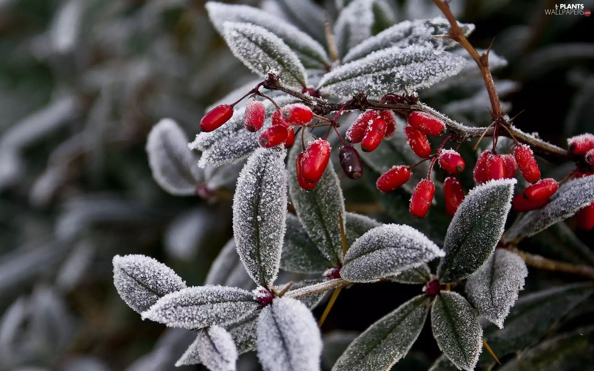 leaves, plant, Red, frosty, White frost, Leaf, Fruits