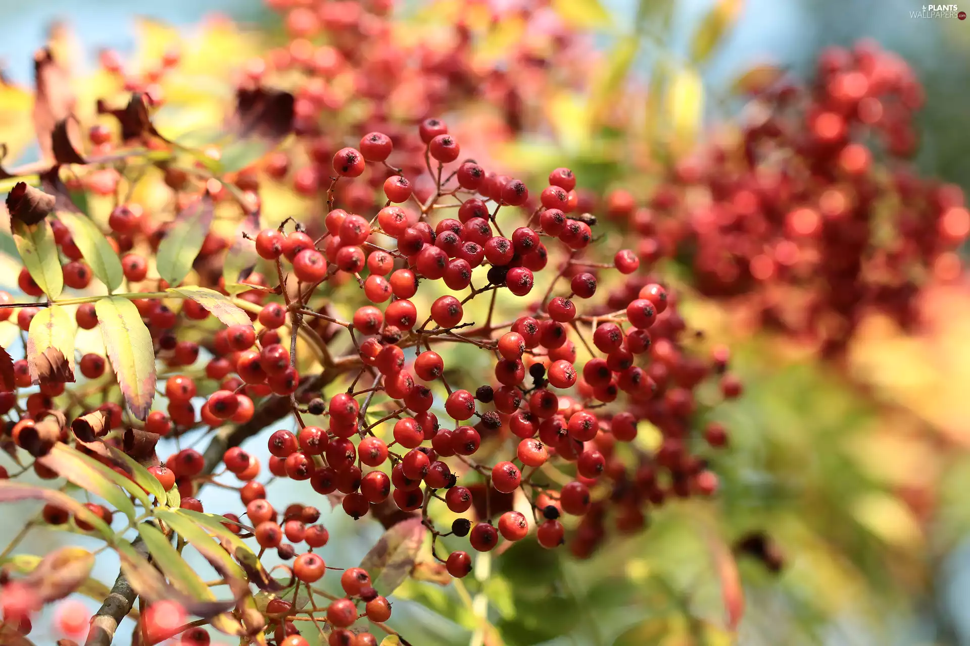 Fruits, Plant, Red