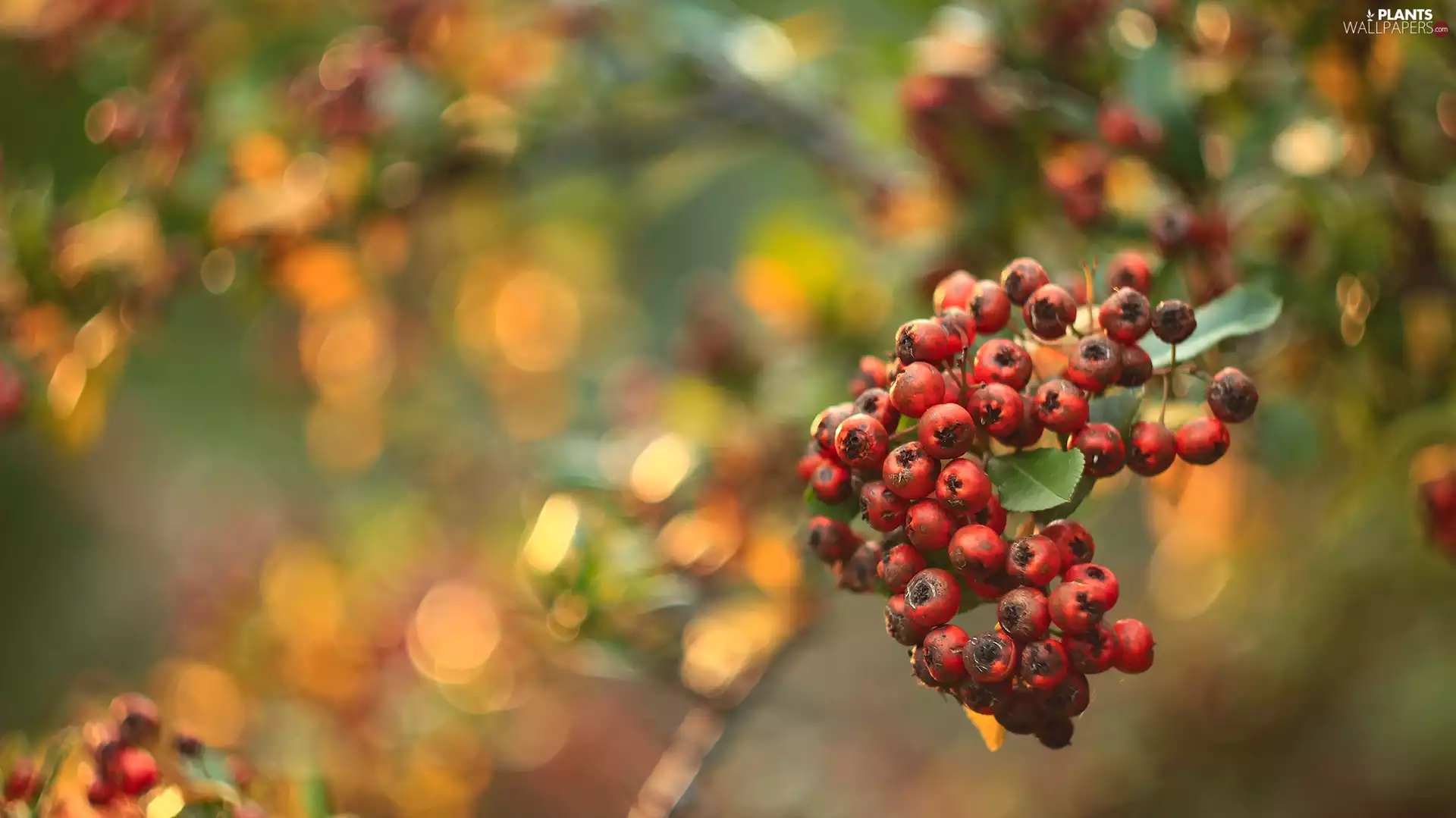Red, Bush, rapprochement, Fruits