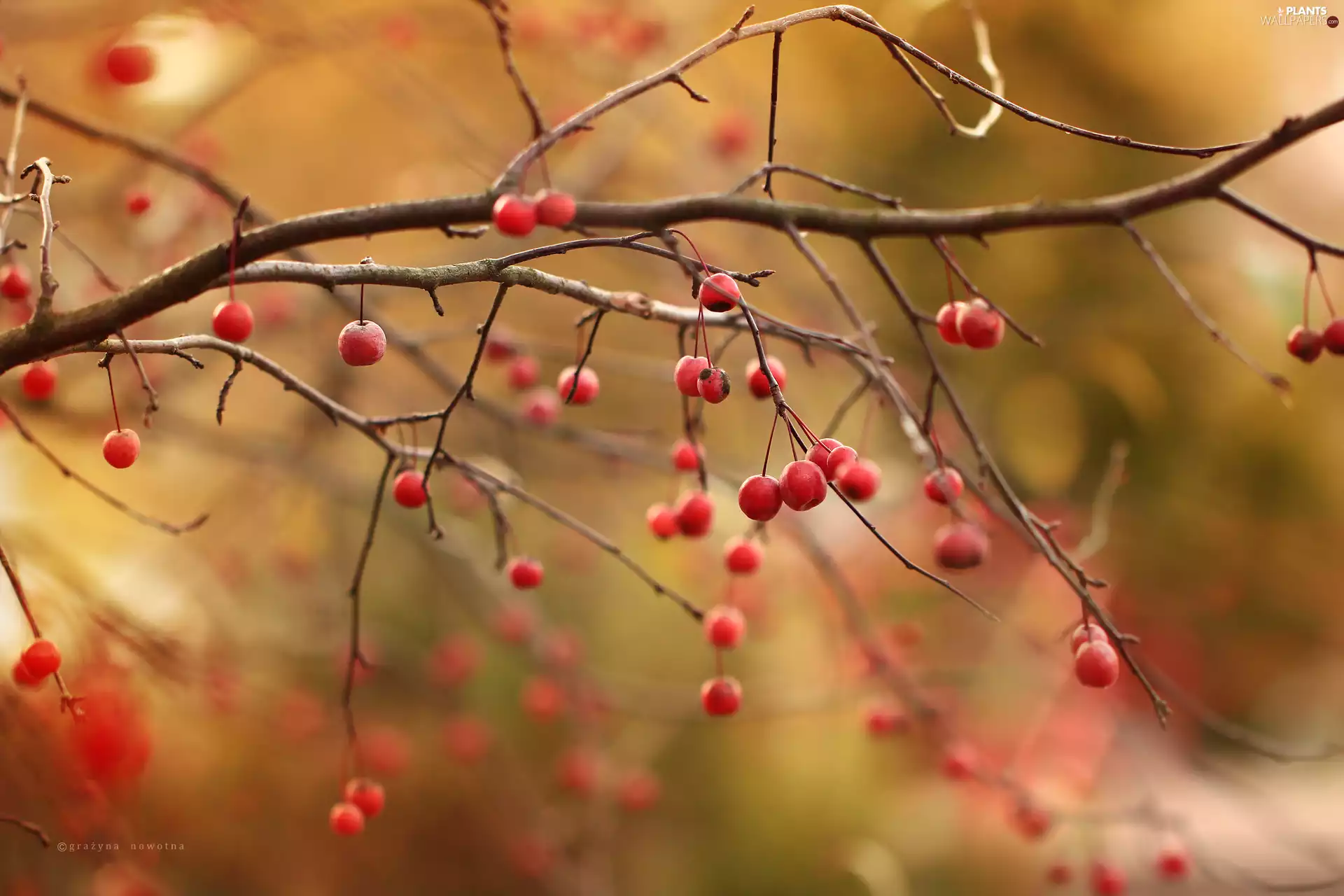 Fruits, trees, Red