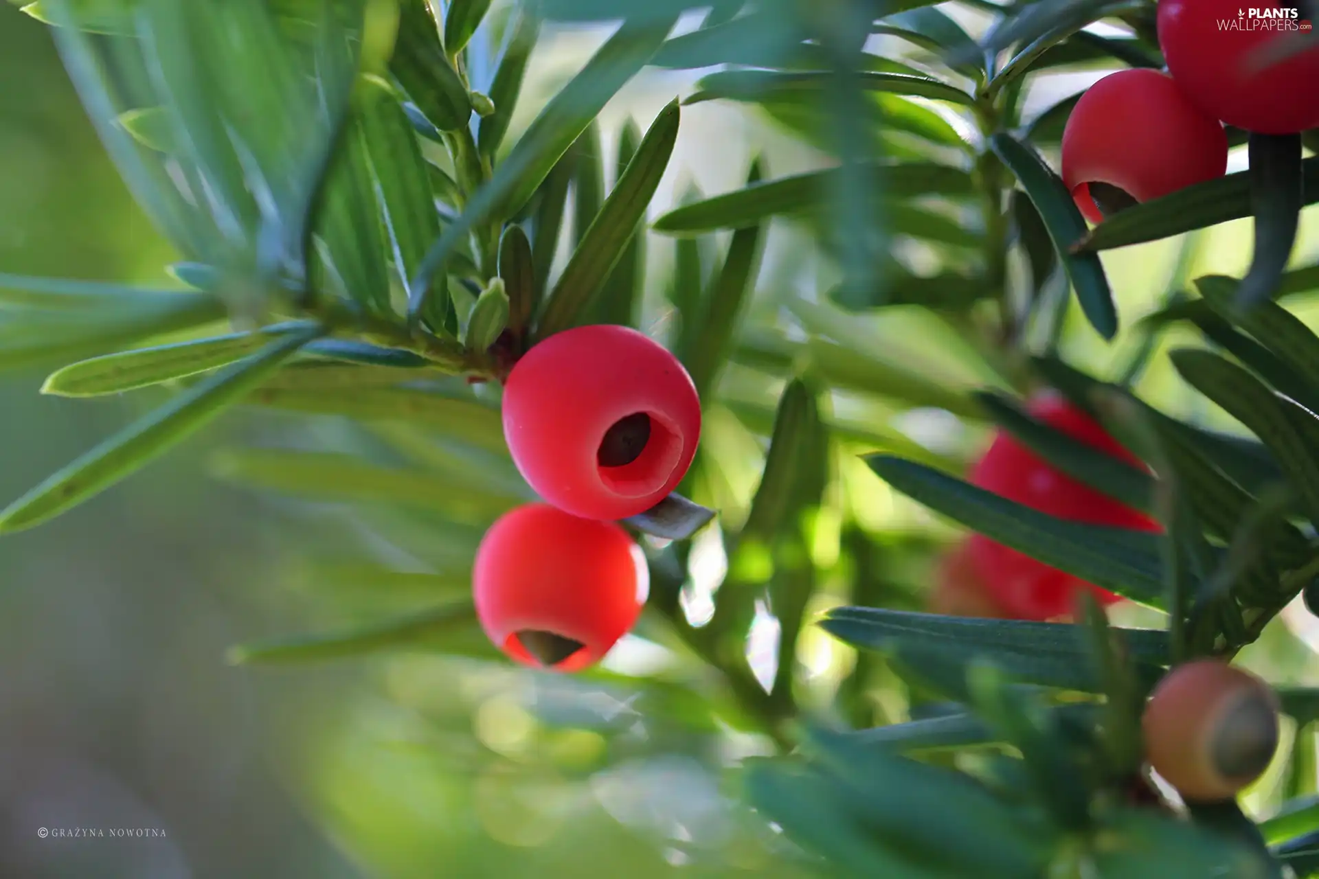 Fruits, yew, Red