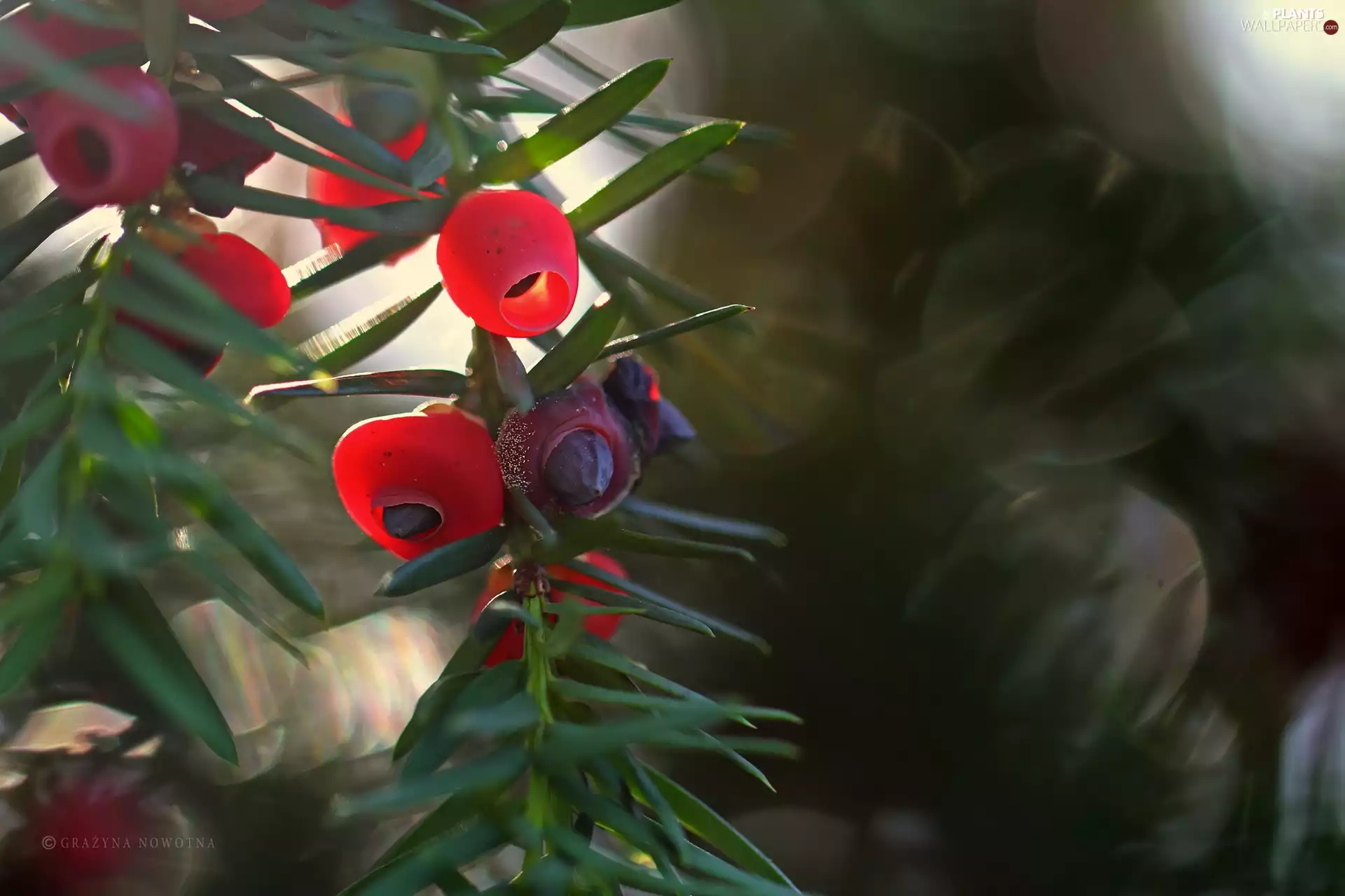 Fruits, yew, Red