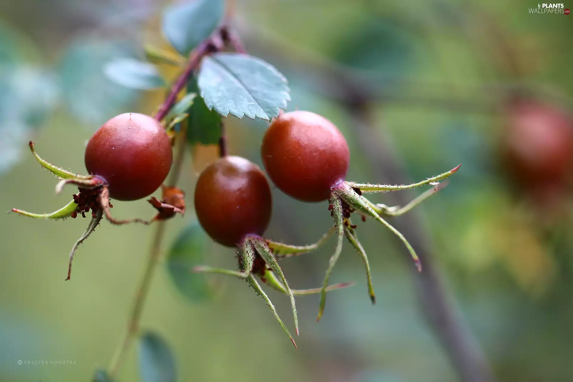 Fruits, Wild, rose