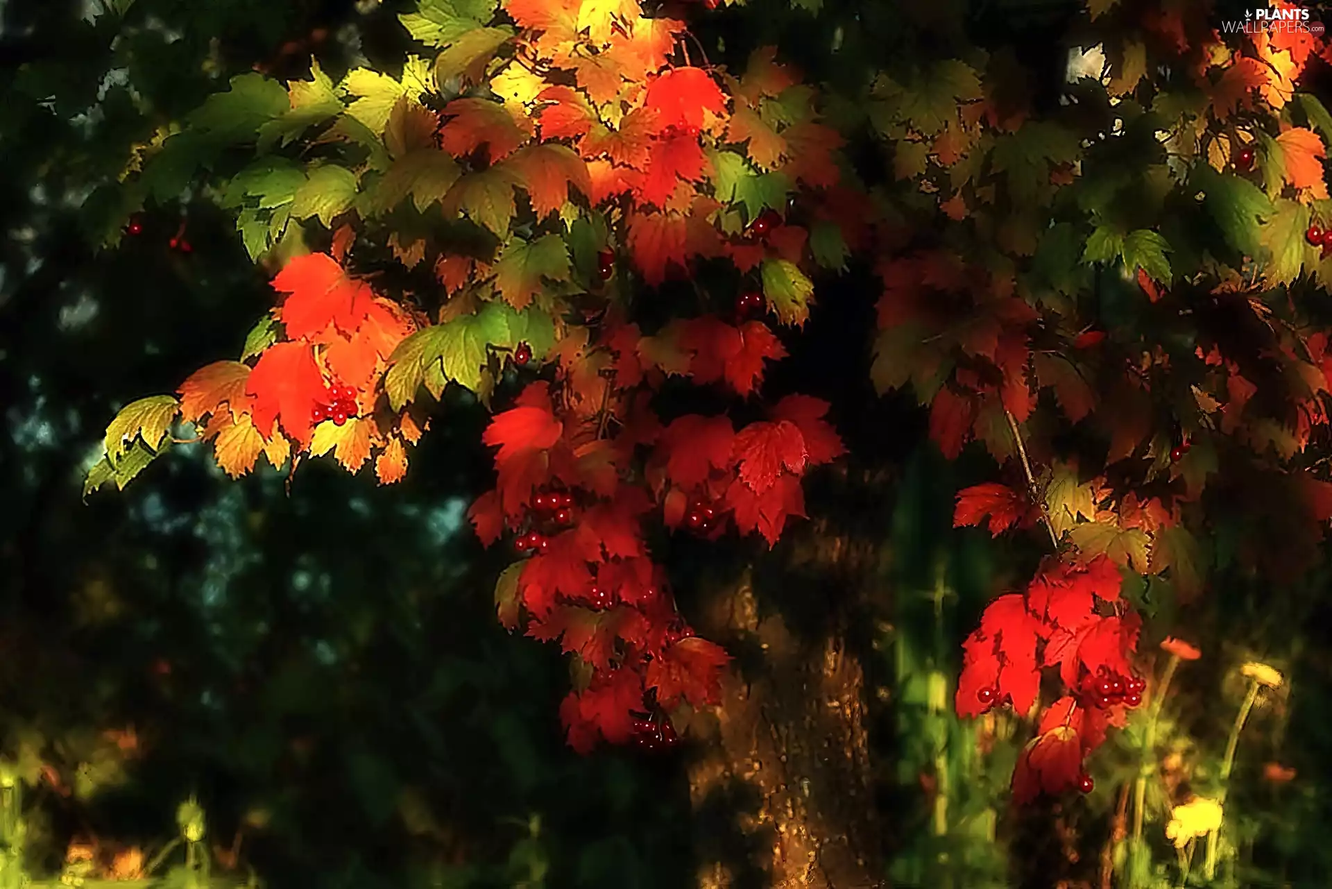 Leaf, Fruits, trees, Colored, illuminated