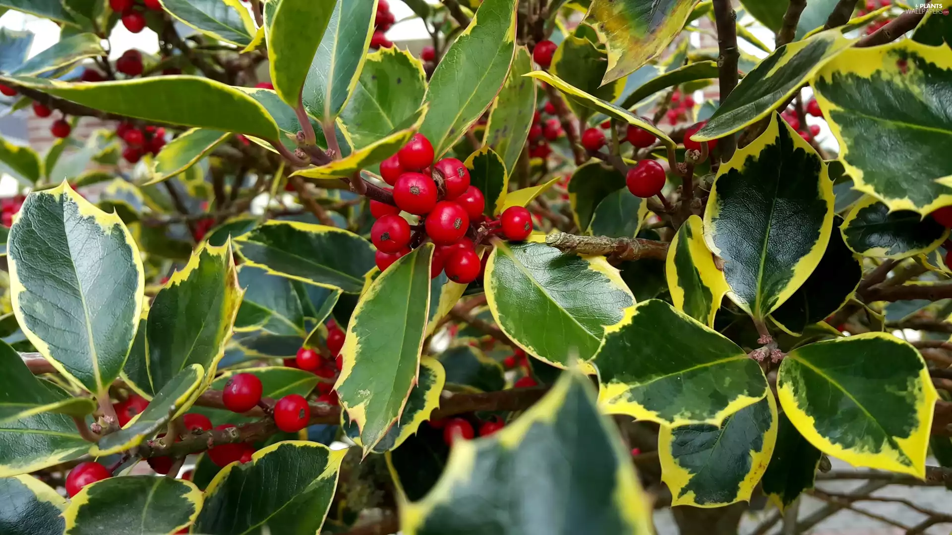 Red, Fruits, Twigs, leaves, Bush