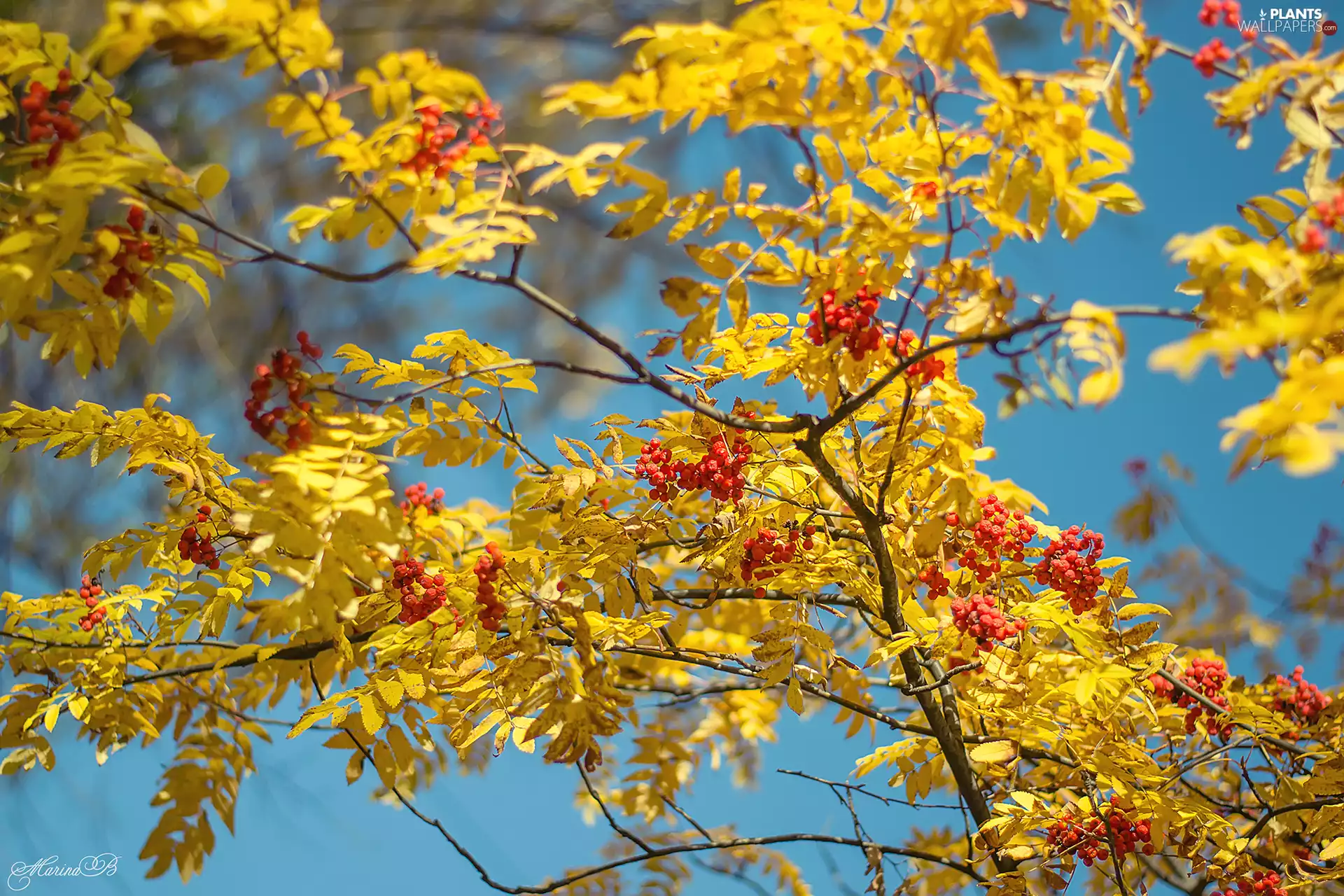 Yellow, Plant, Red, Fruits, Leaf, Twigs