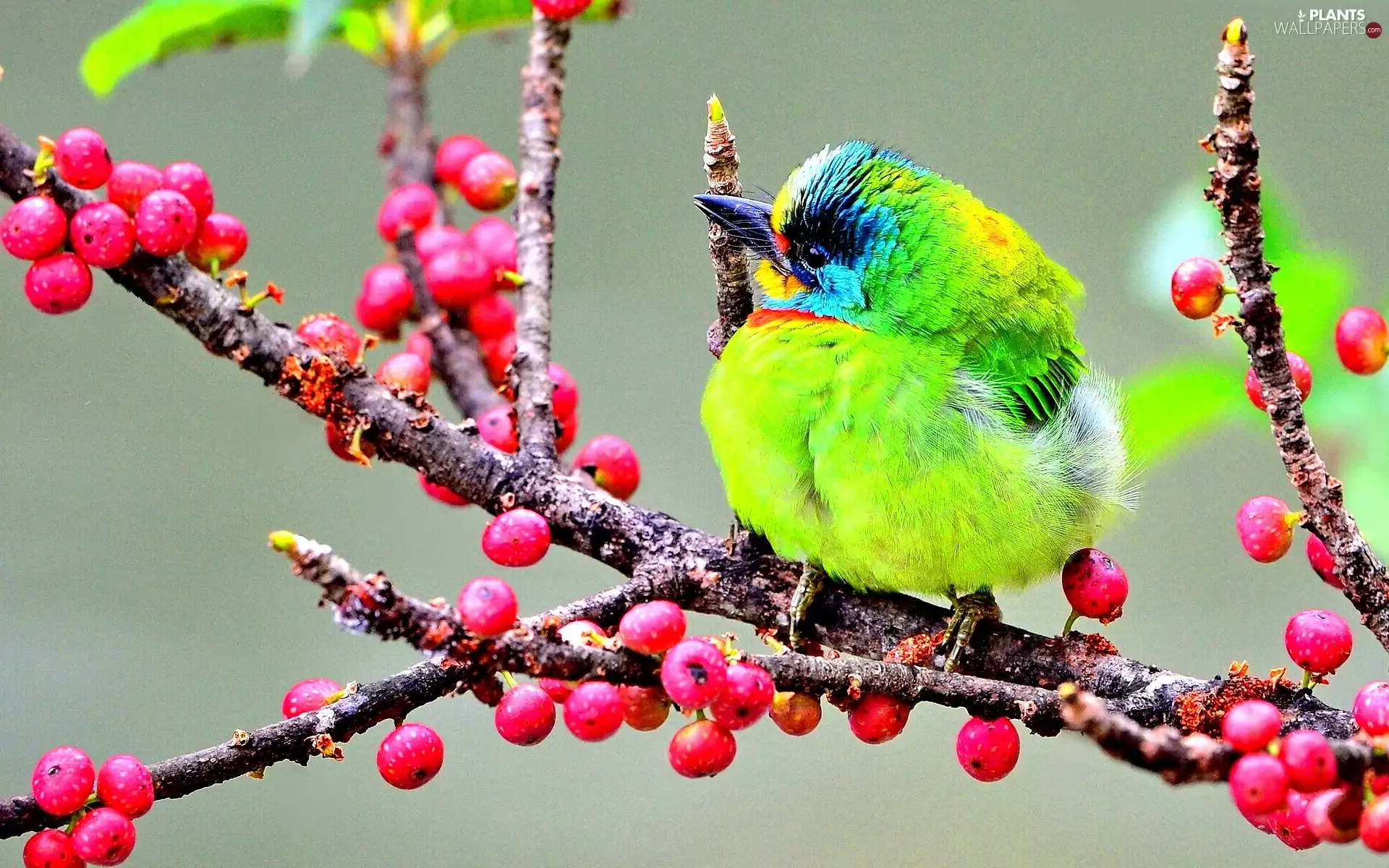 Red, Fruits, woodpecker, branch, asiatic