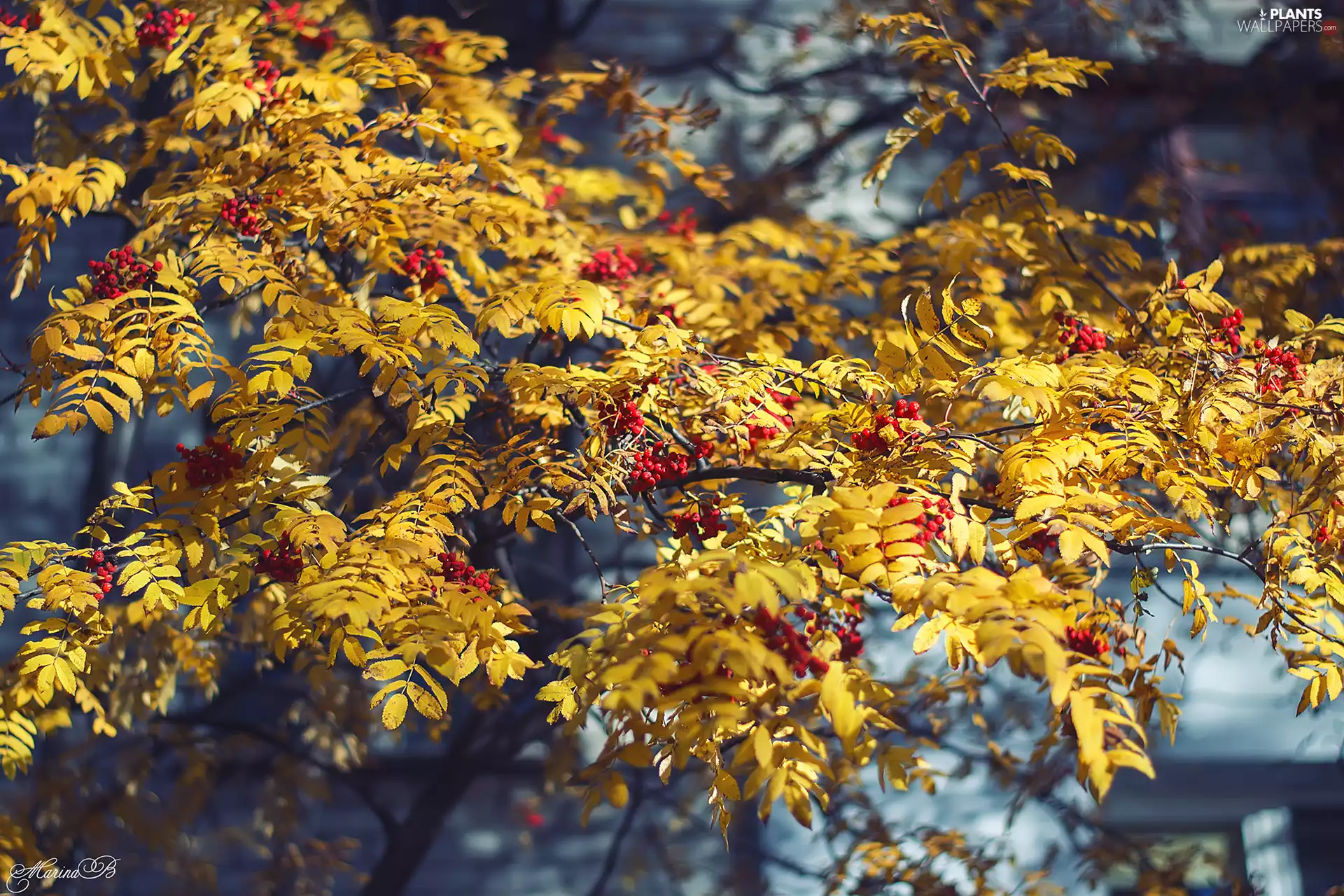 Red, Fruits, Yellow, Leaf, Plant