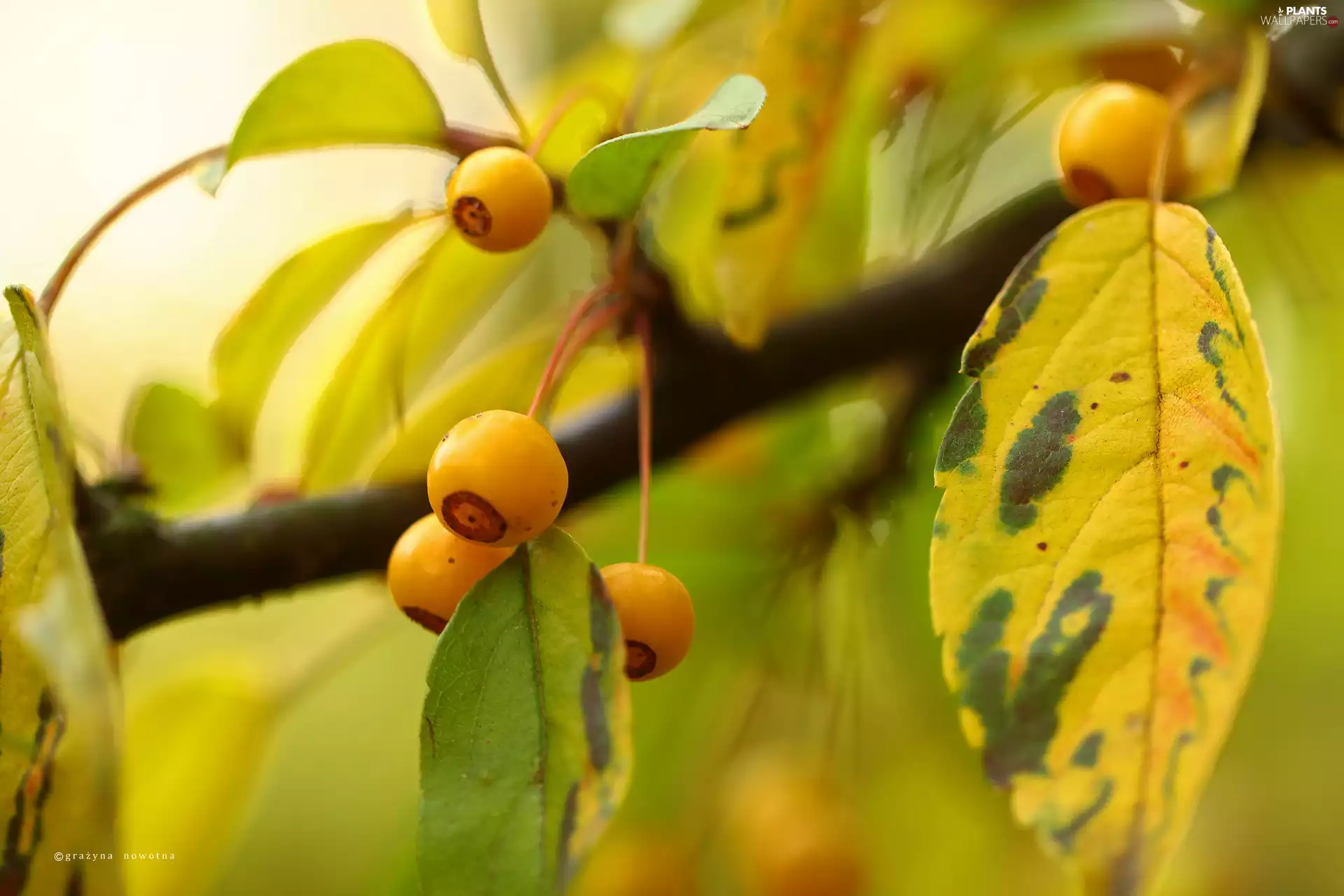 Fruits, trees, Yellow