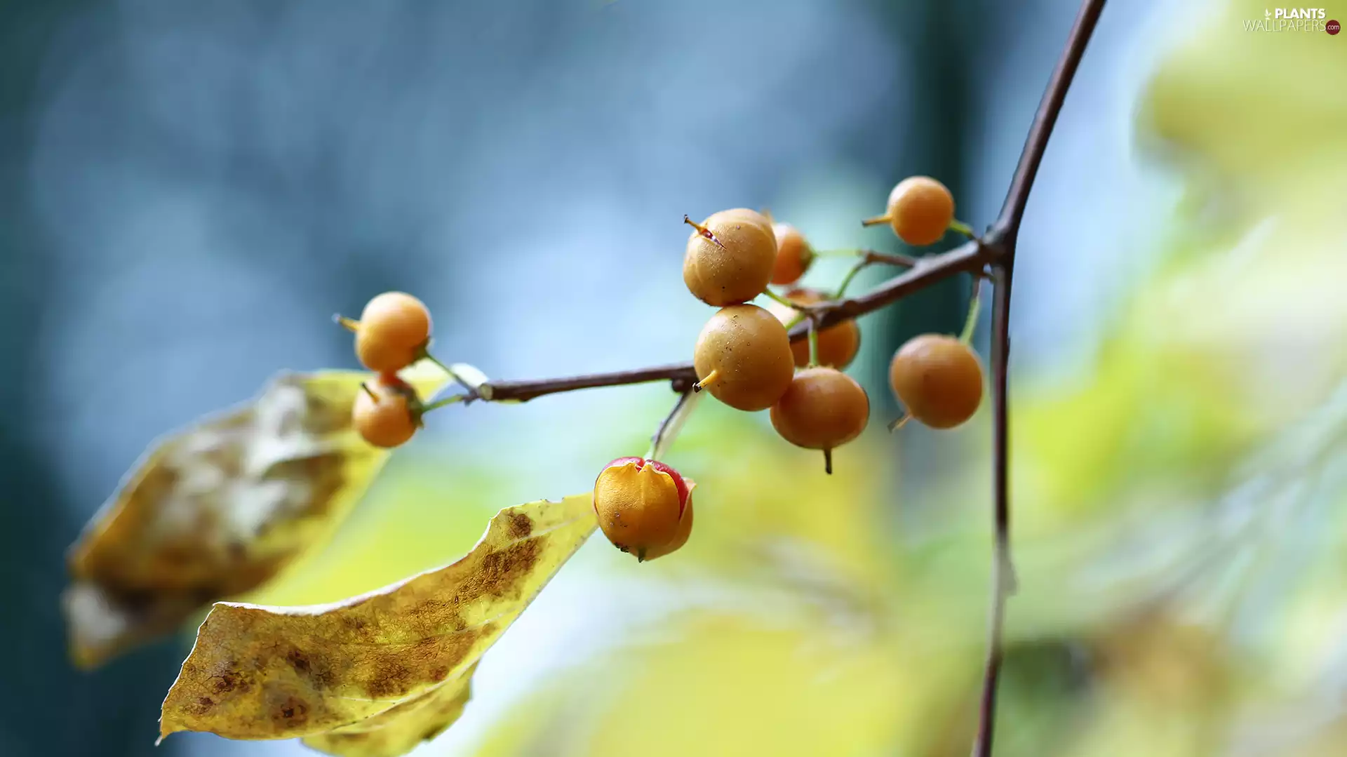 Fruits, twig, Yellow