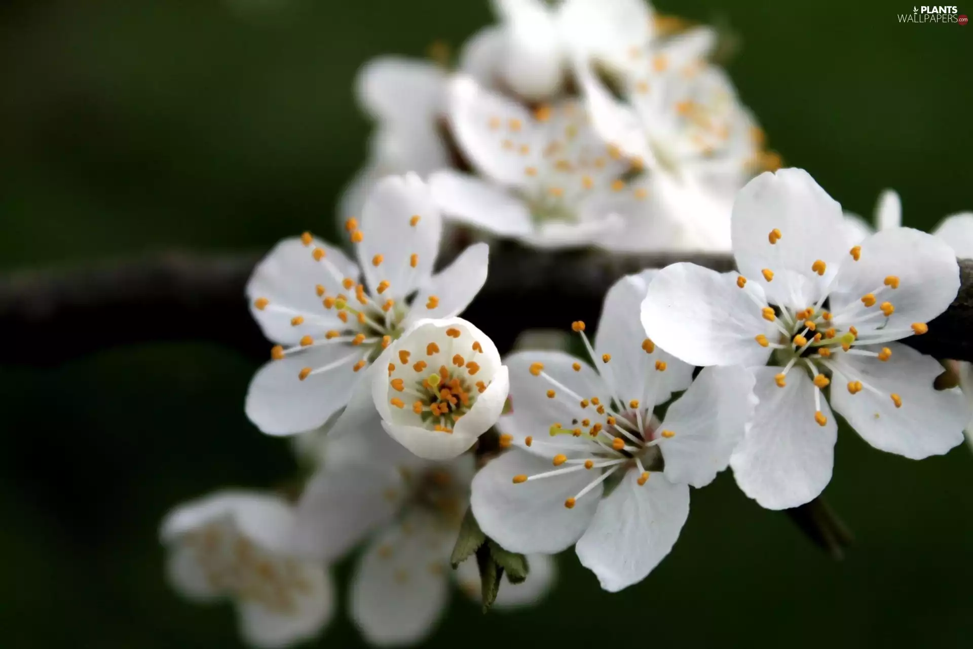 Colourfull Flowers, White, fruity