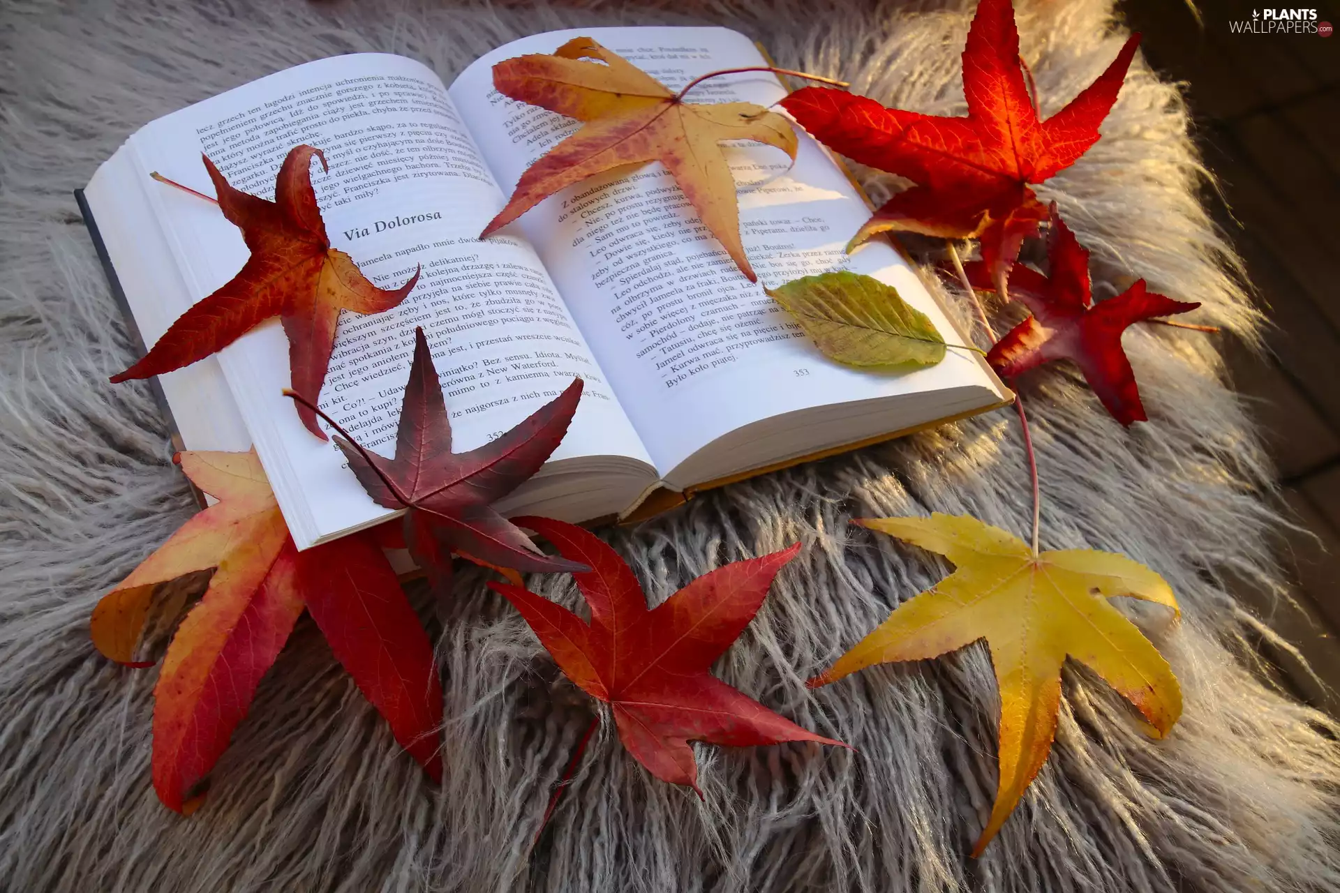 Leaf, furry, Book, Autumn, open