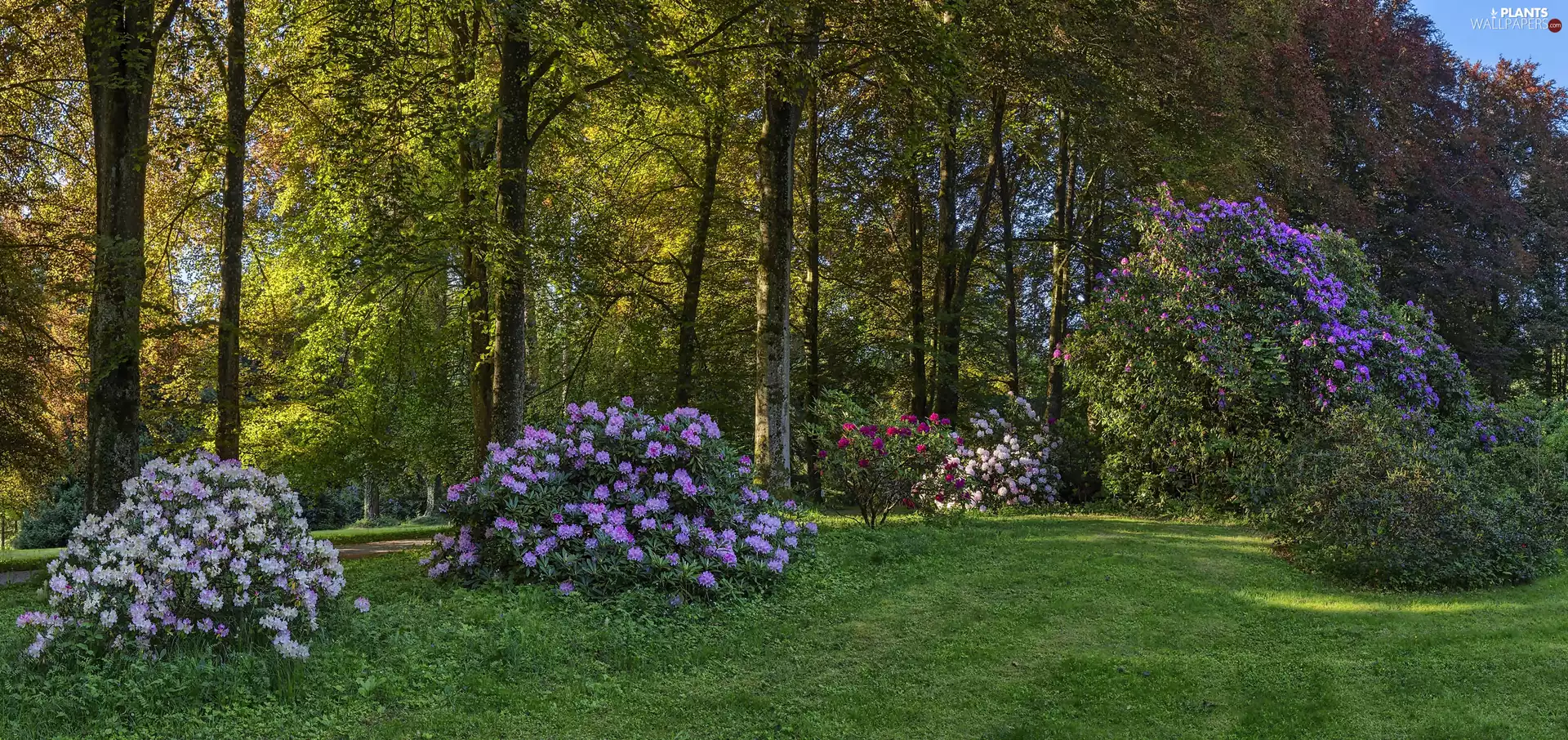 Kromlau Rhododendronpark, Germany, Gablenz