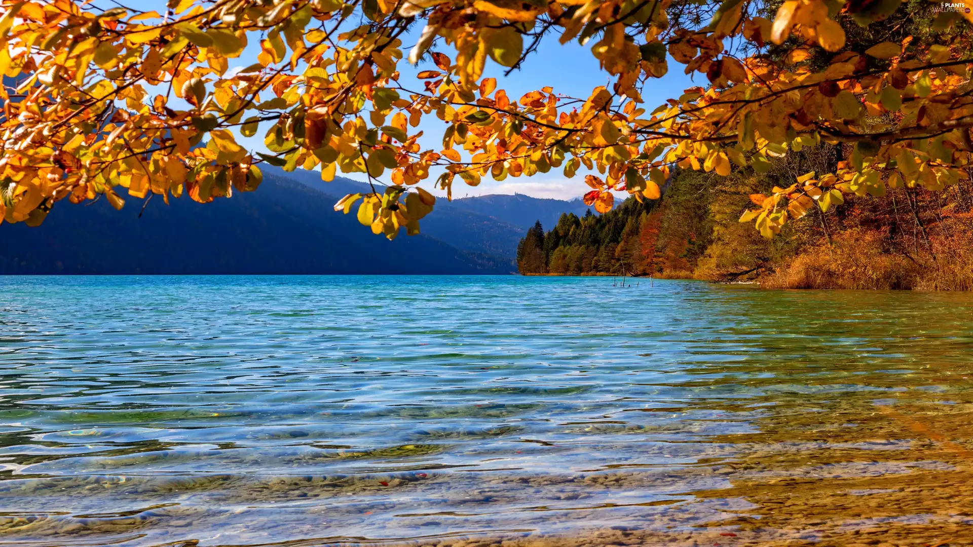 branch pics, Lake Weissensee, Leaf, trees, autumn, Austria, Mountains, Gailtal Alps, viewes