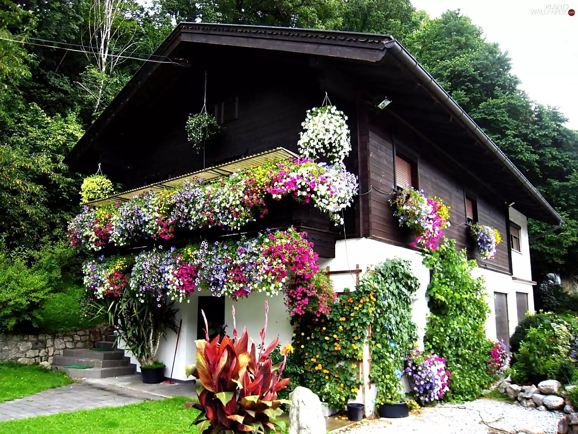 Garden, house, abloom