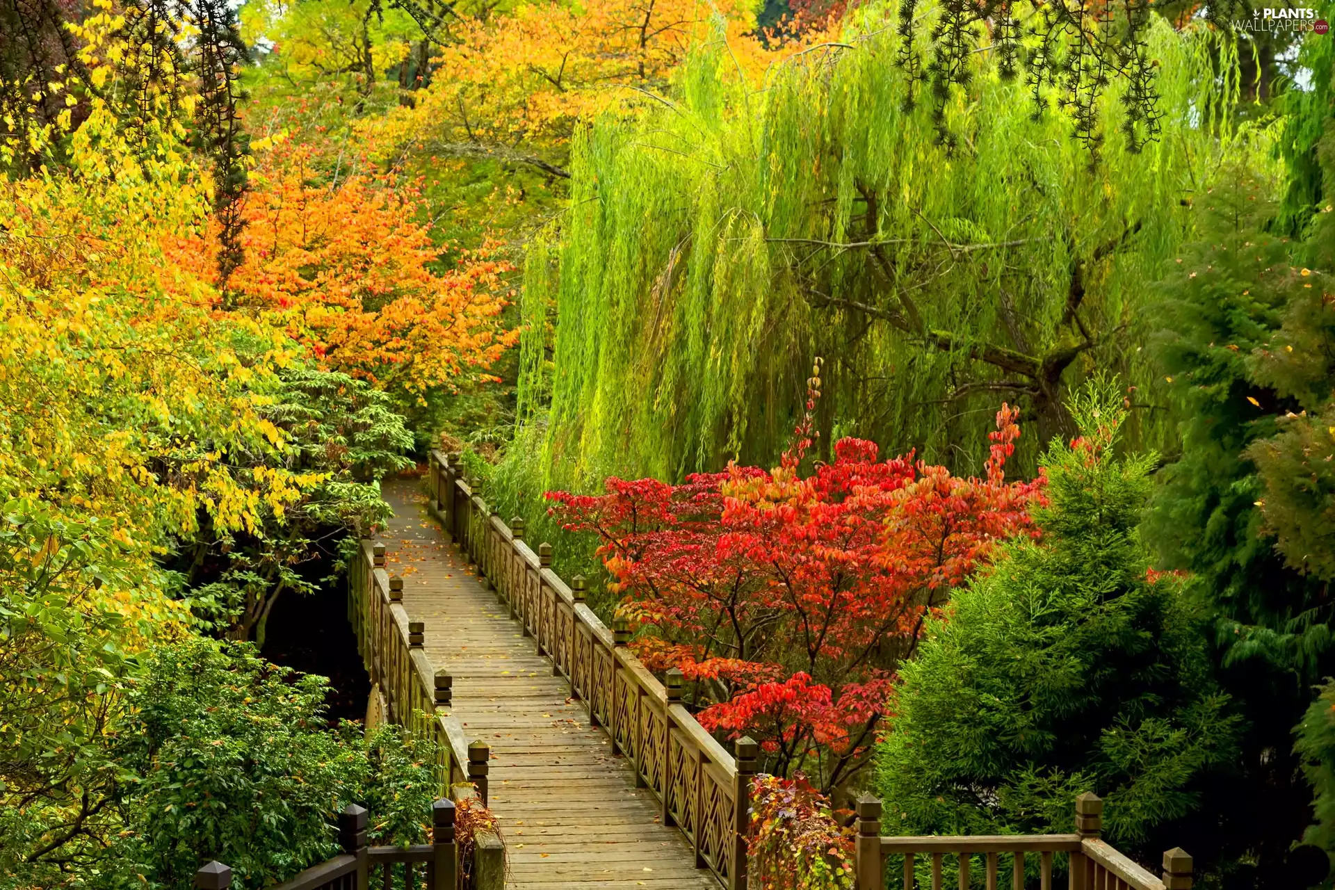 bridges, autumn, Willow, Garden