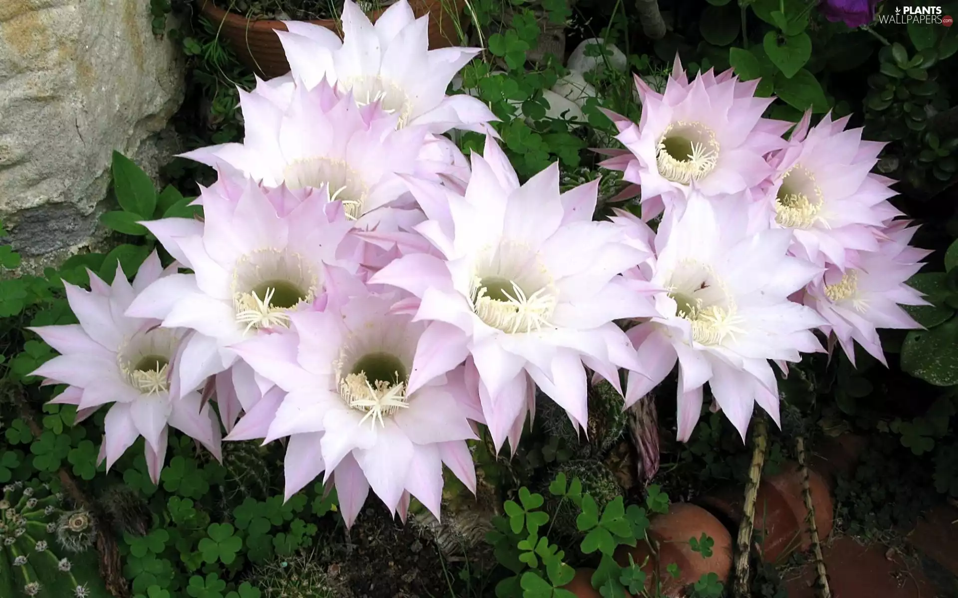 Garden, flourishing, Cactus