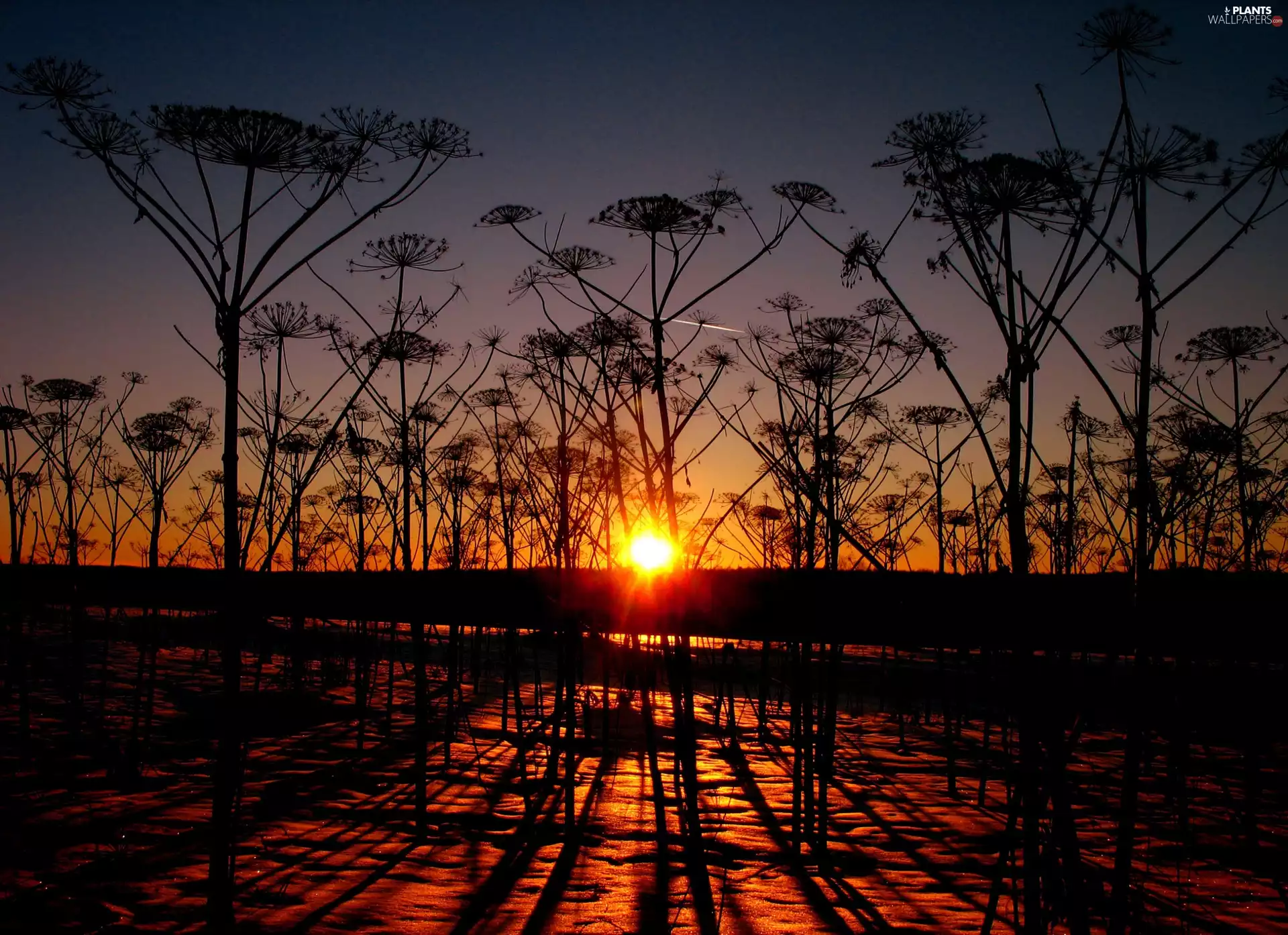 dill, west, sun, garden