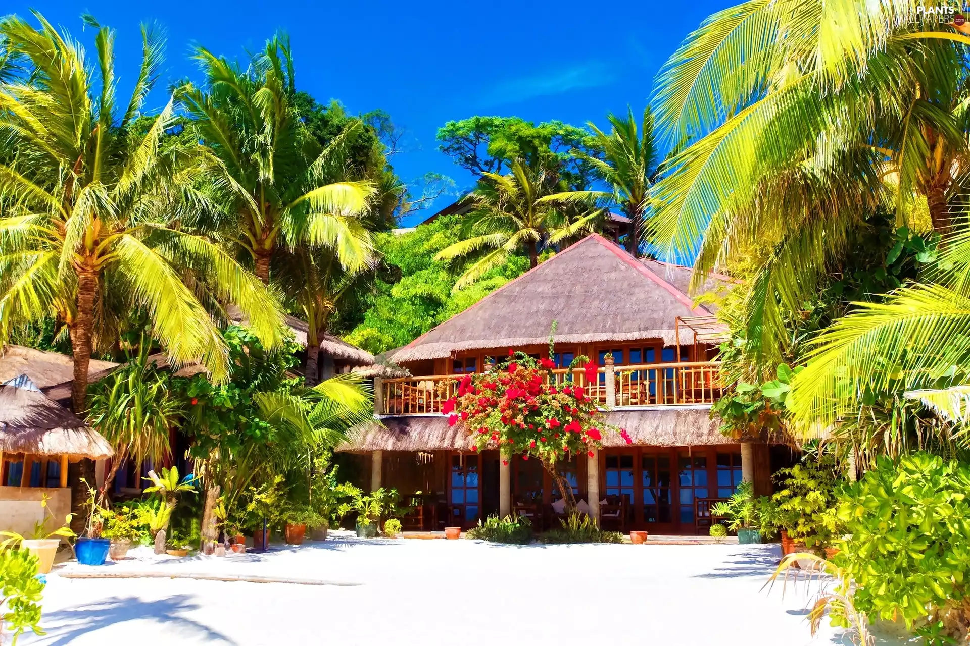 house, Palms, Flowers, Garden