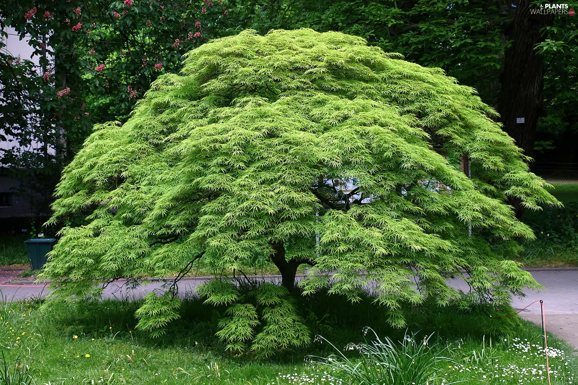 Garden, maple, japanese