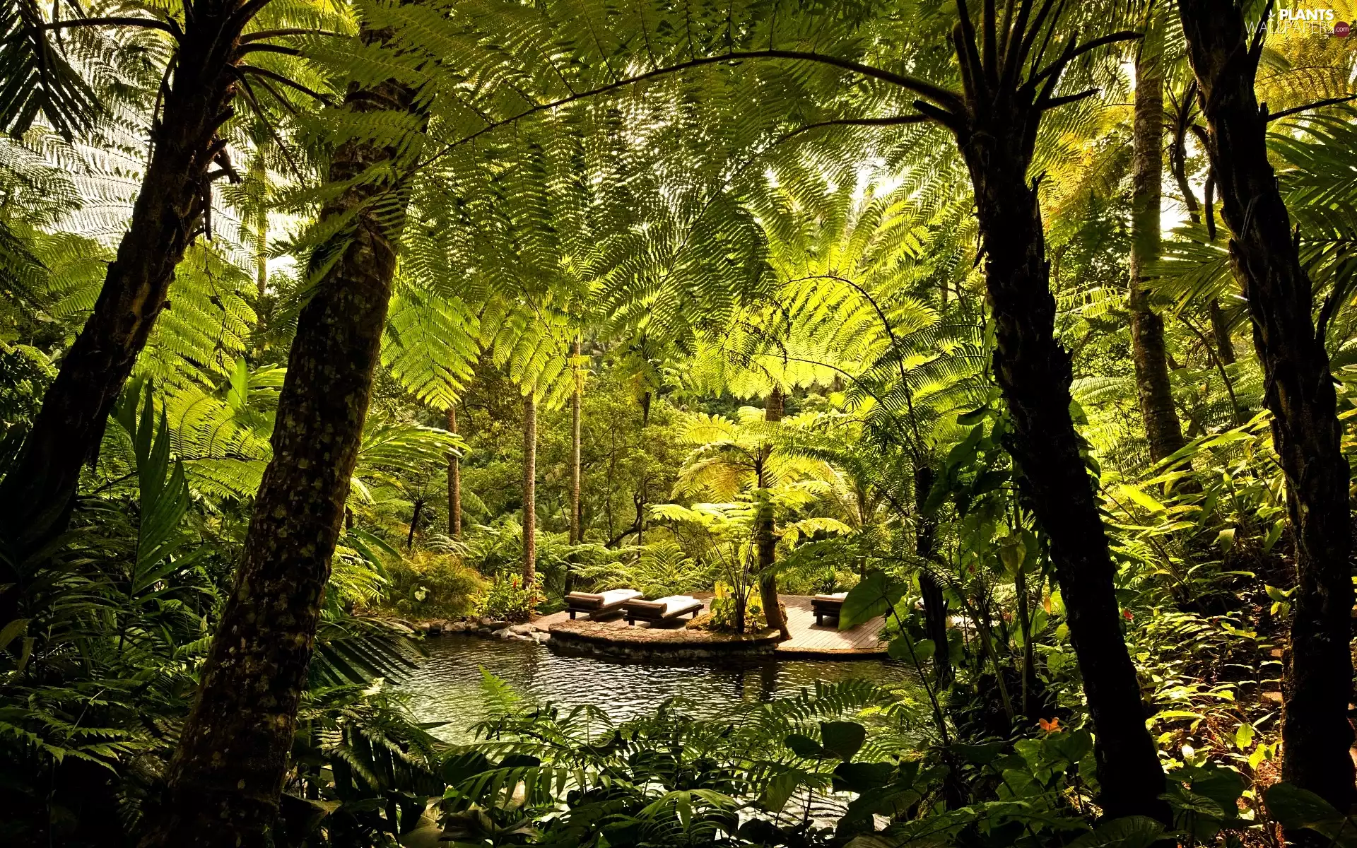 Palms, Pool, relaxation, Garden