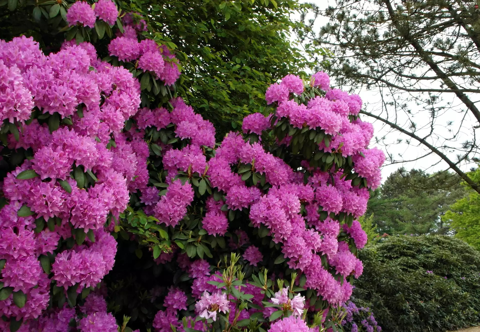 Garden, rhododendron