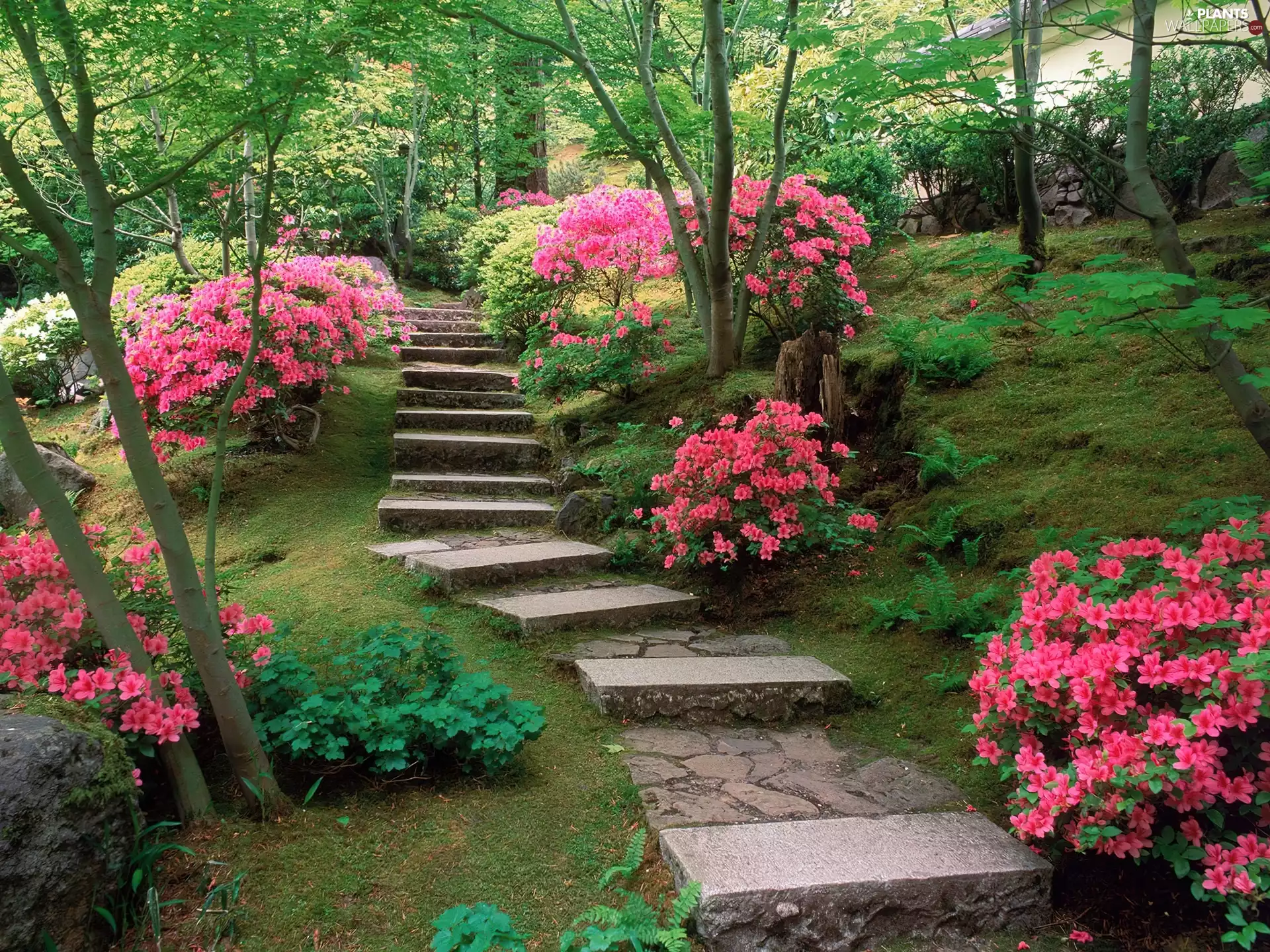Garden, Rhododendron, Stairs