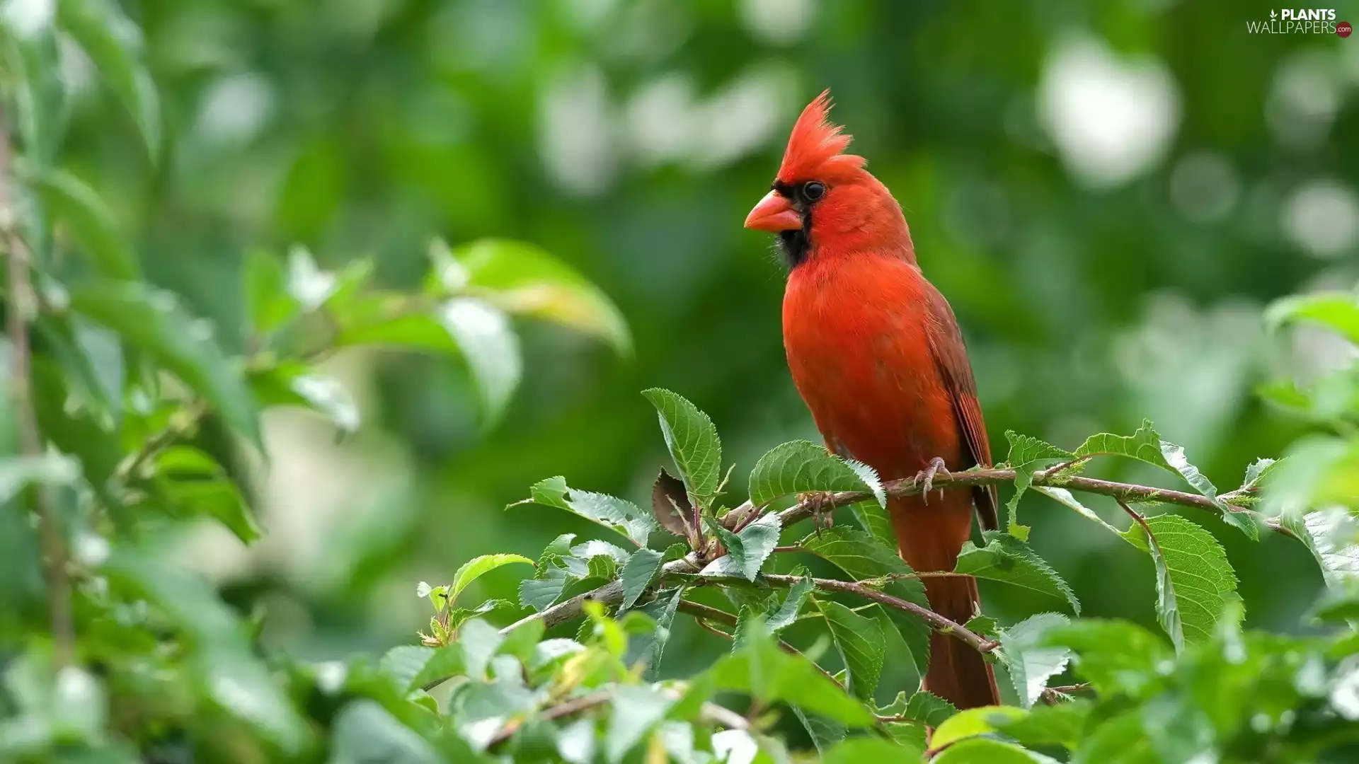 Garden, cardinal, trees