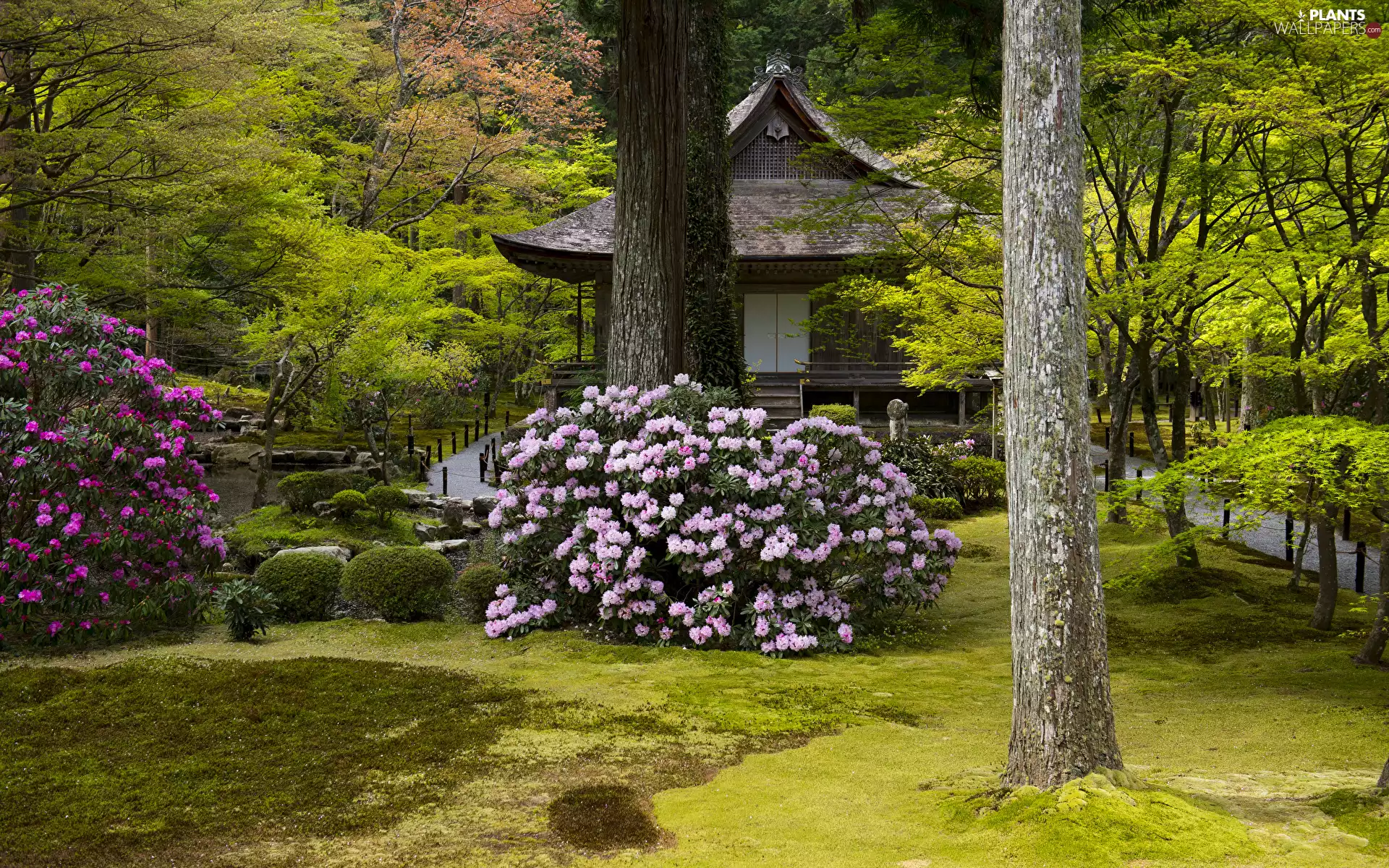 Garden, Park, Bush, Flowers, house, pavilion, trees, viewes, Rhododendron