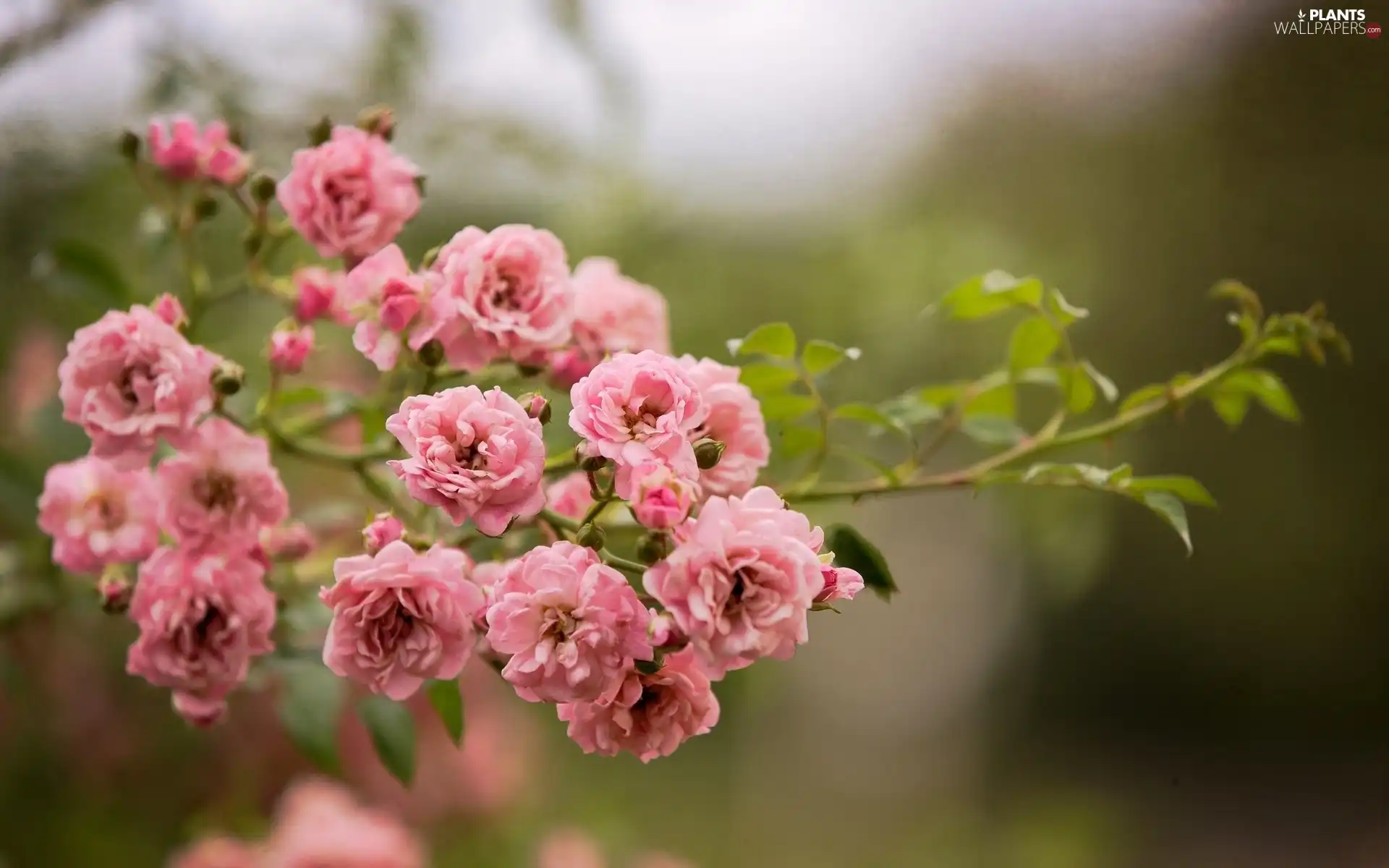 twig, rose, Garden, wild