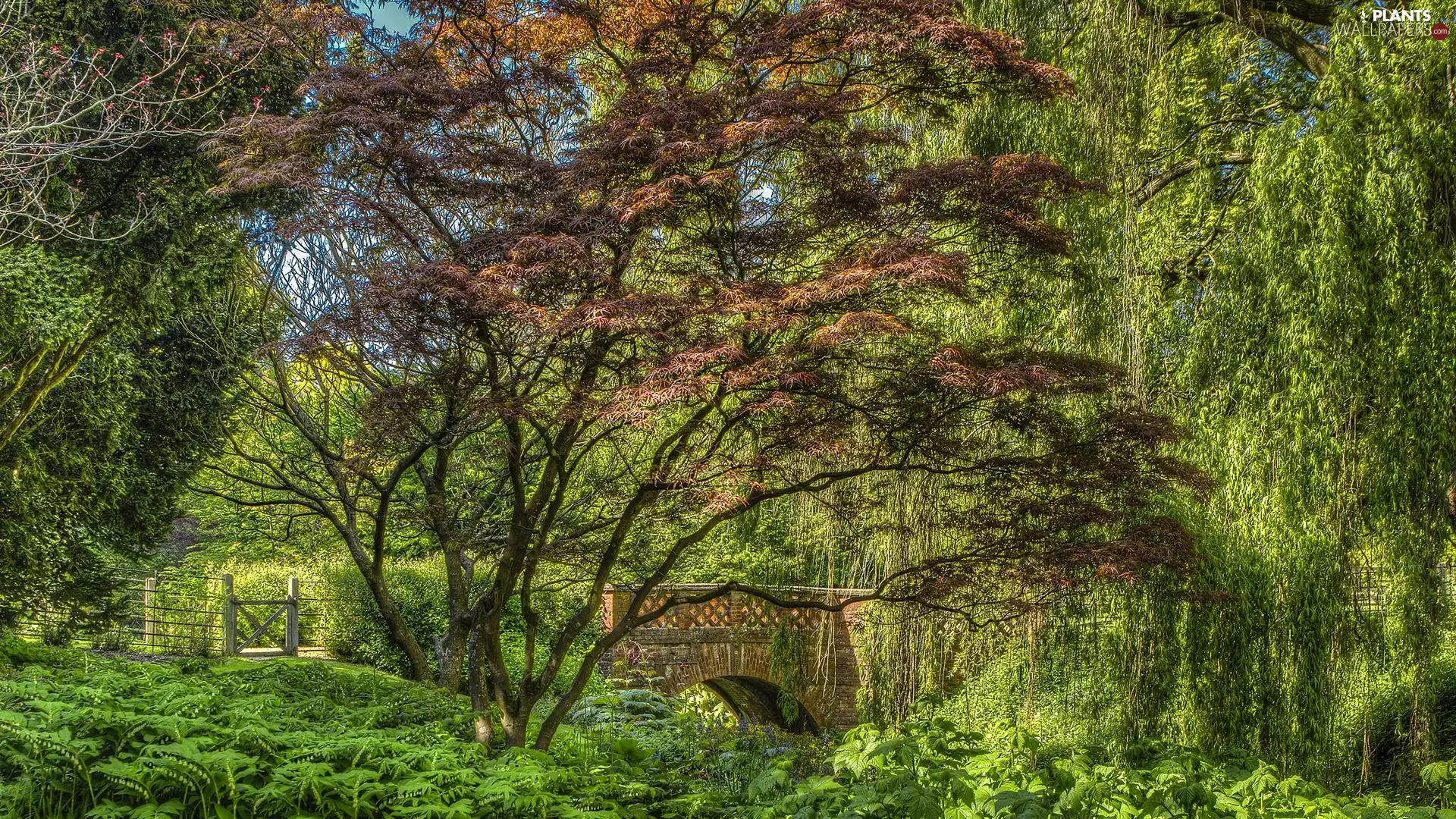 Park, England, viewes, bridges, trees, Cottesbrooke Hall Garden