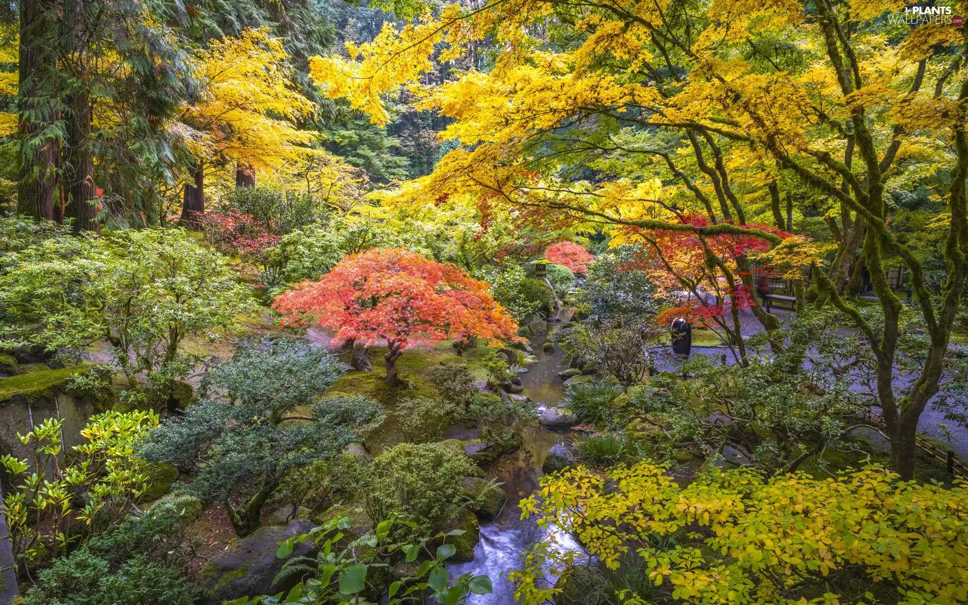 Japanese Garden, viewes, autumn, trees