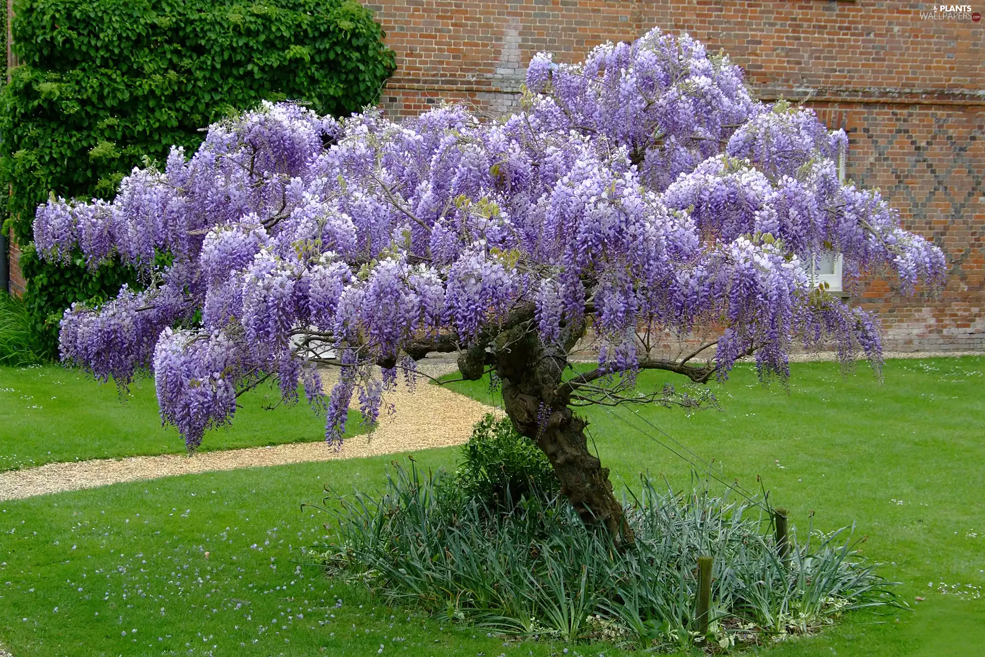 Garden, Wisteria
