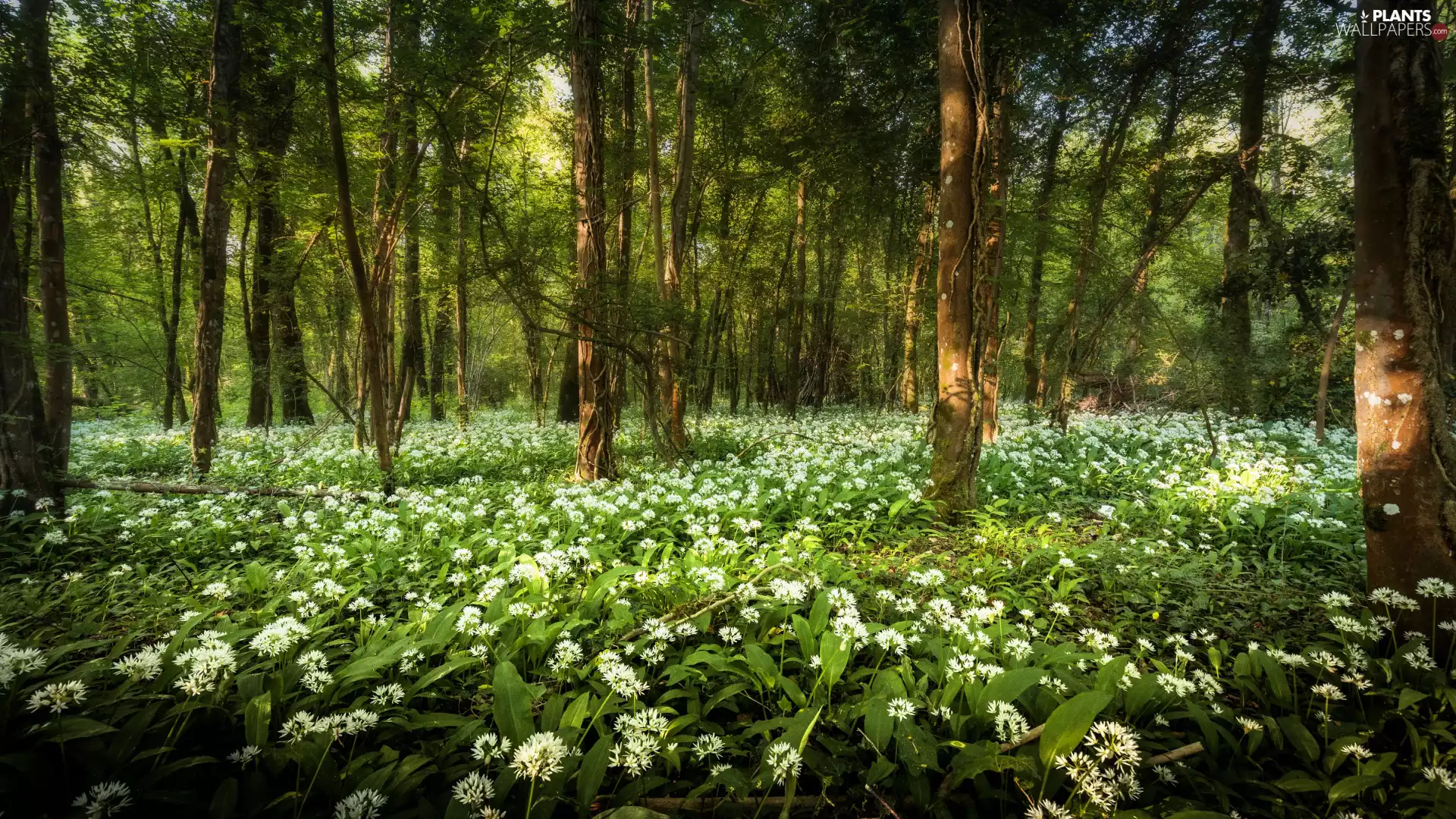 viewes, forest, Wild Garlic, Flowers, Spring, trees