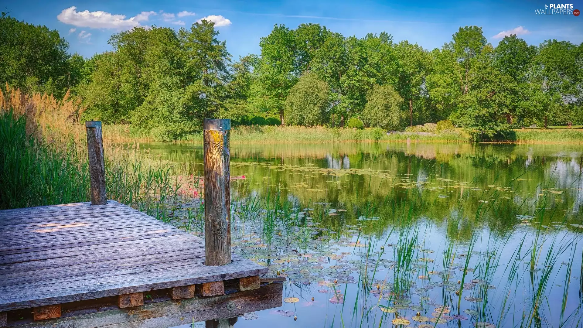 Pond - car, summer, Platform, trees, Berlin, Germany, Plants, Britzer Garten Park, viewes