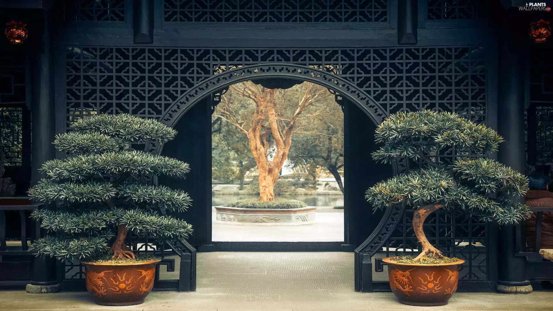 house, Sapling, Bonsai, Gate