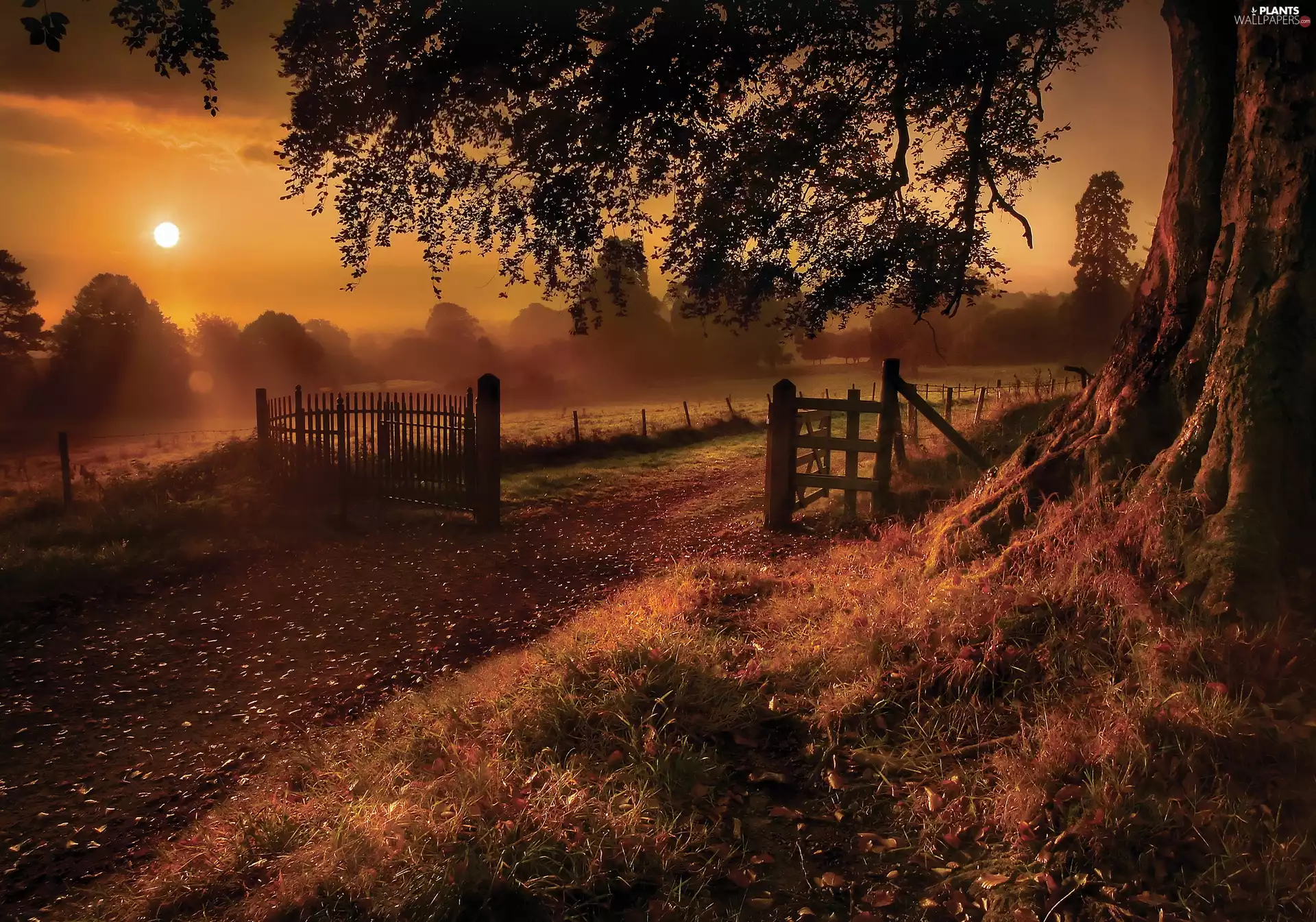 Way, Gate, sun, rural, west