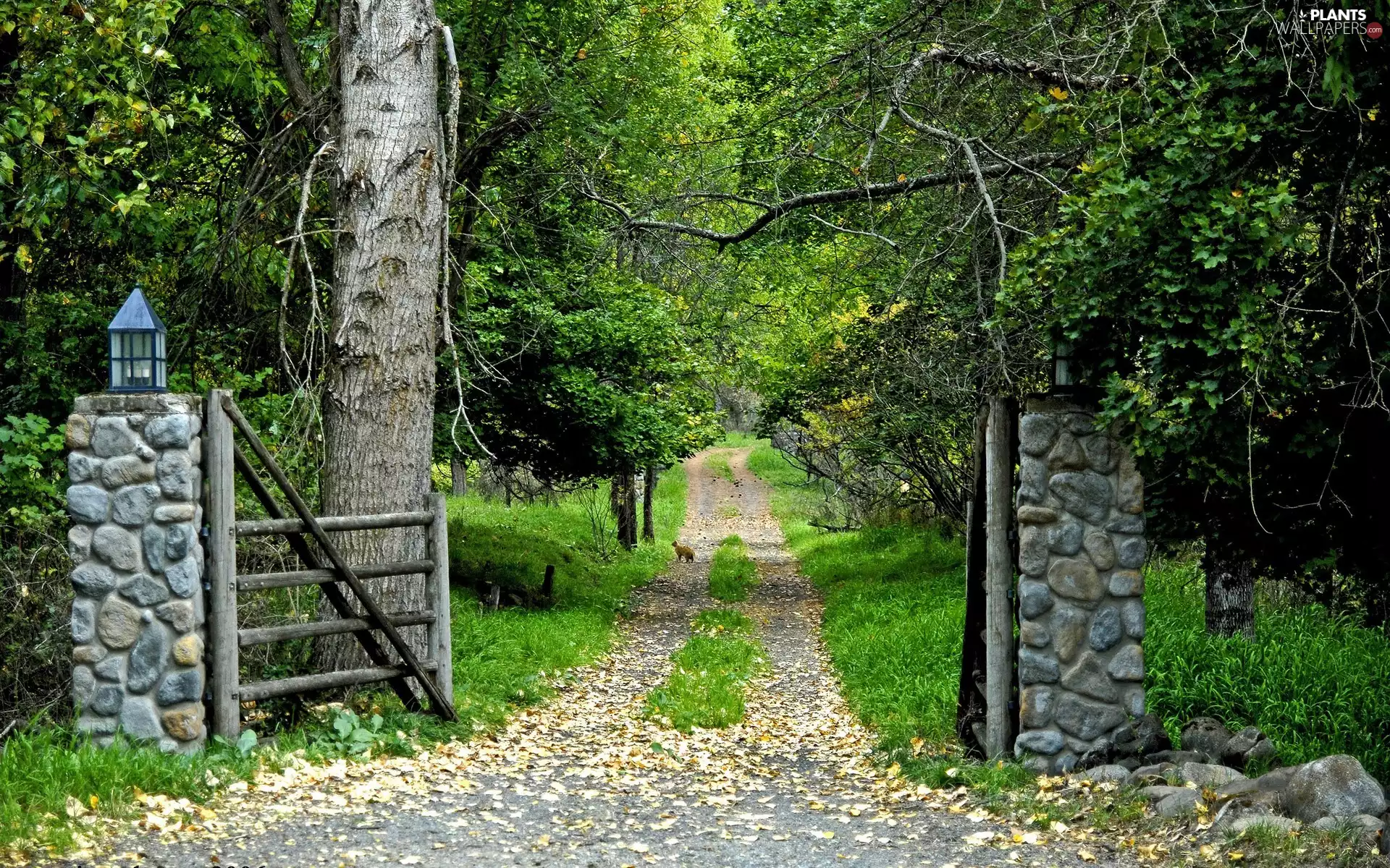 Garden, Gate, viewes, Path, trees